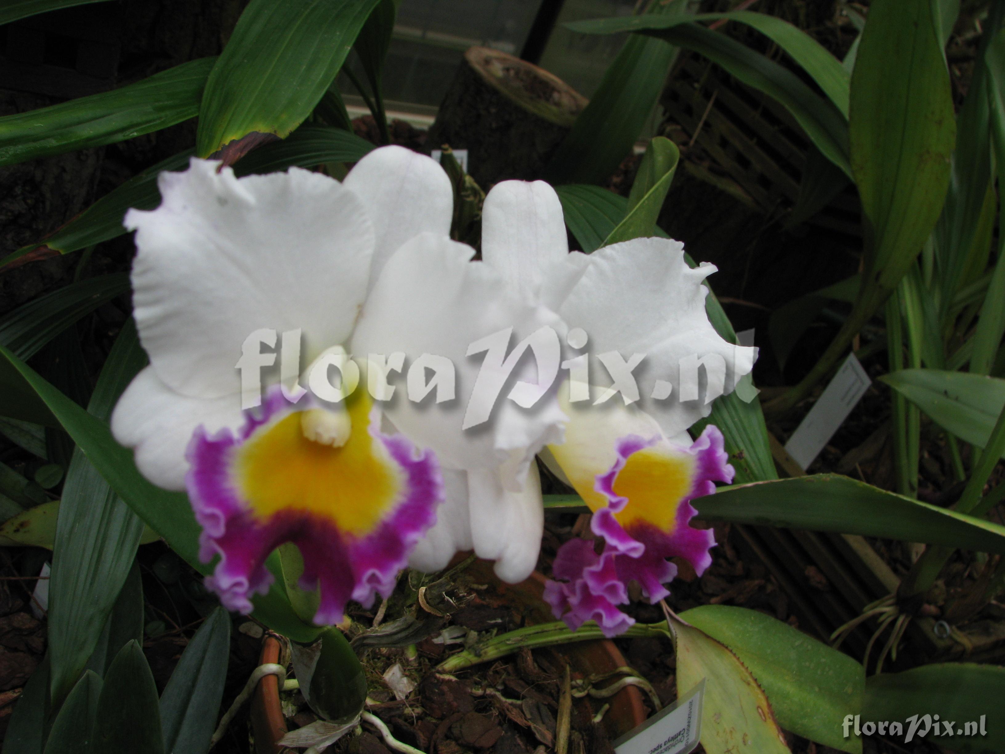 Cattleya spec.