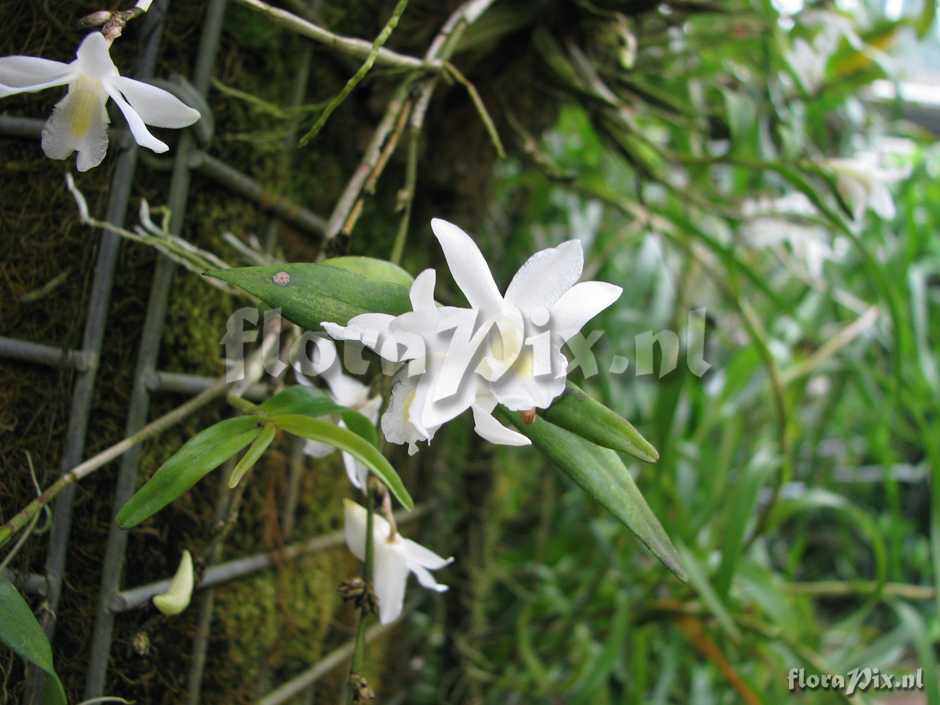 Dendrobium crumenatum