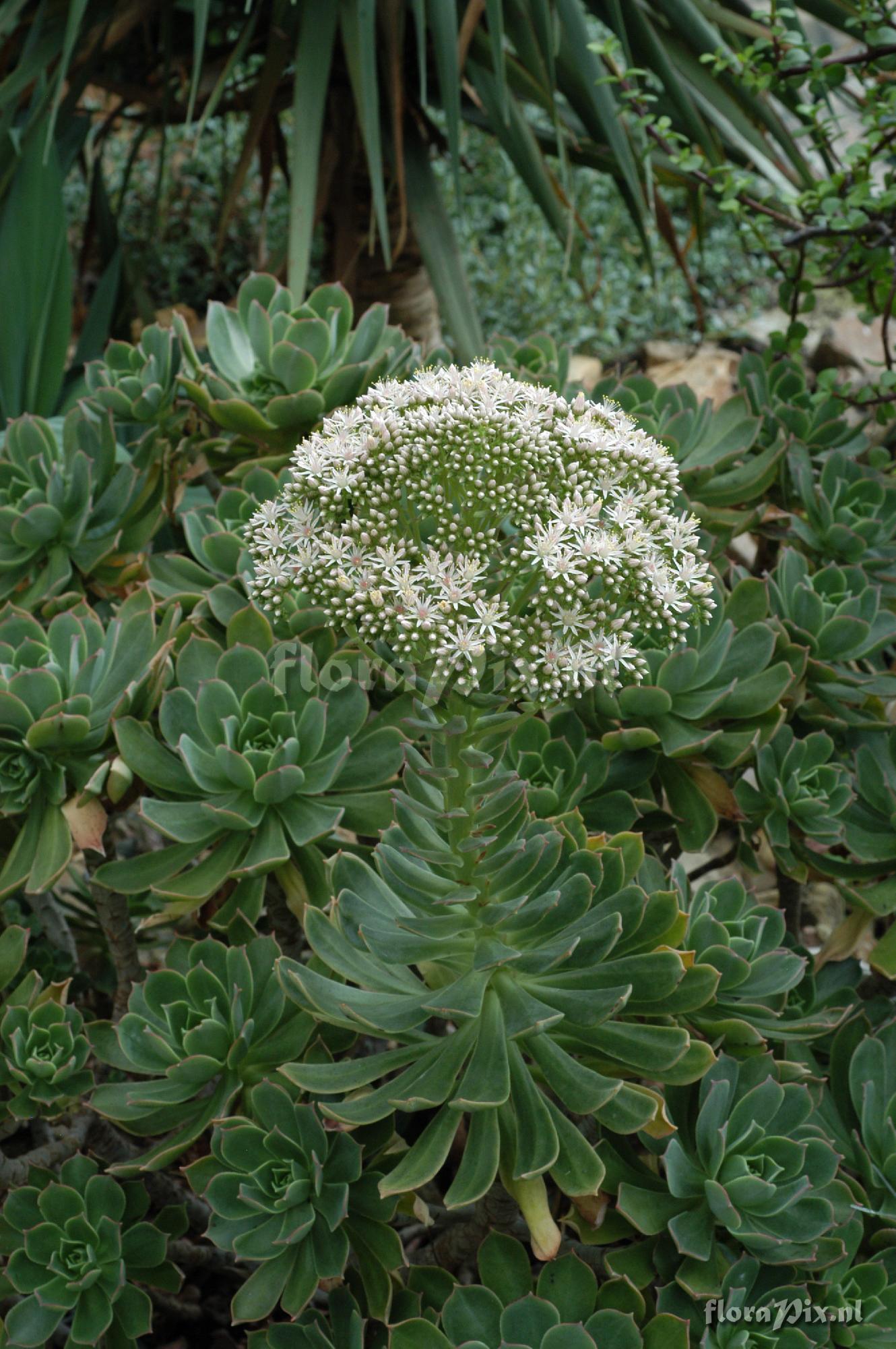 Aeonium lanzerottense