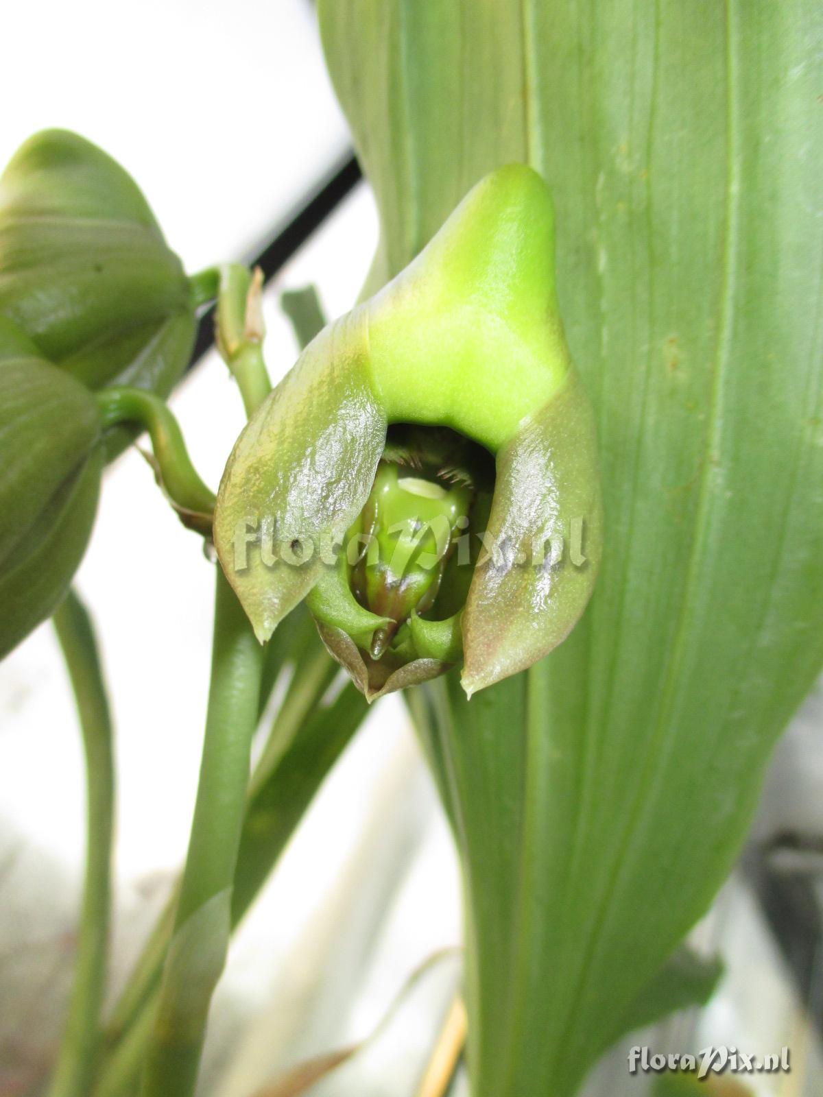 Catasetum viridiflavum