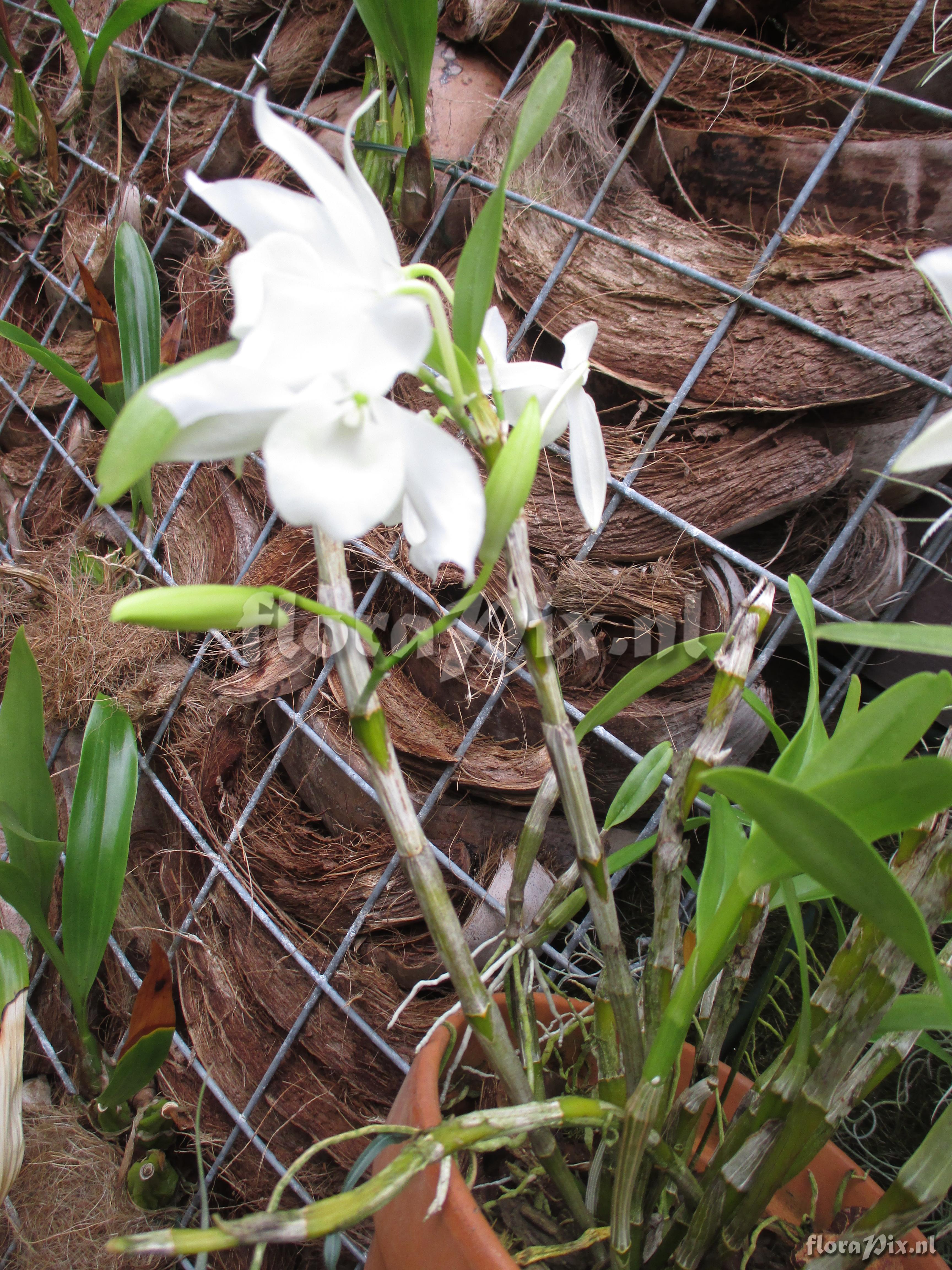 Dendrobium nobile 