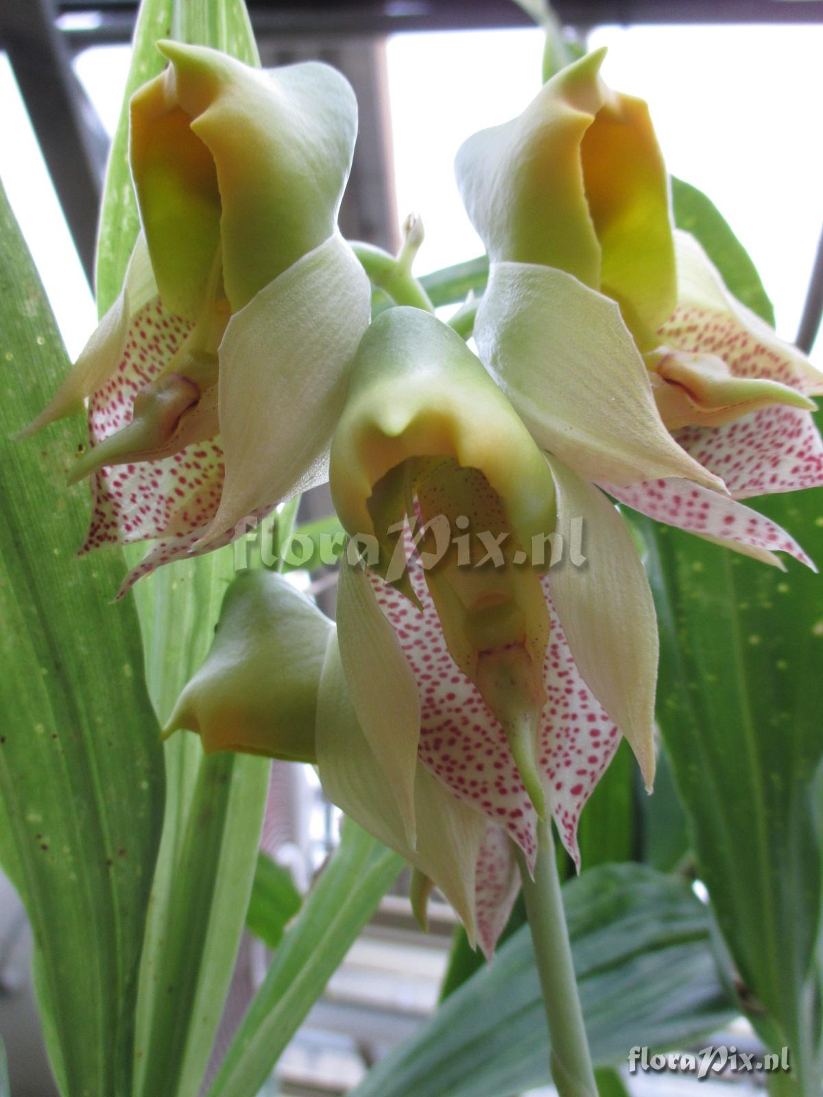 Catasetum ornithoides