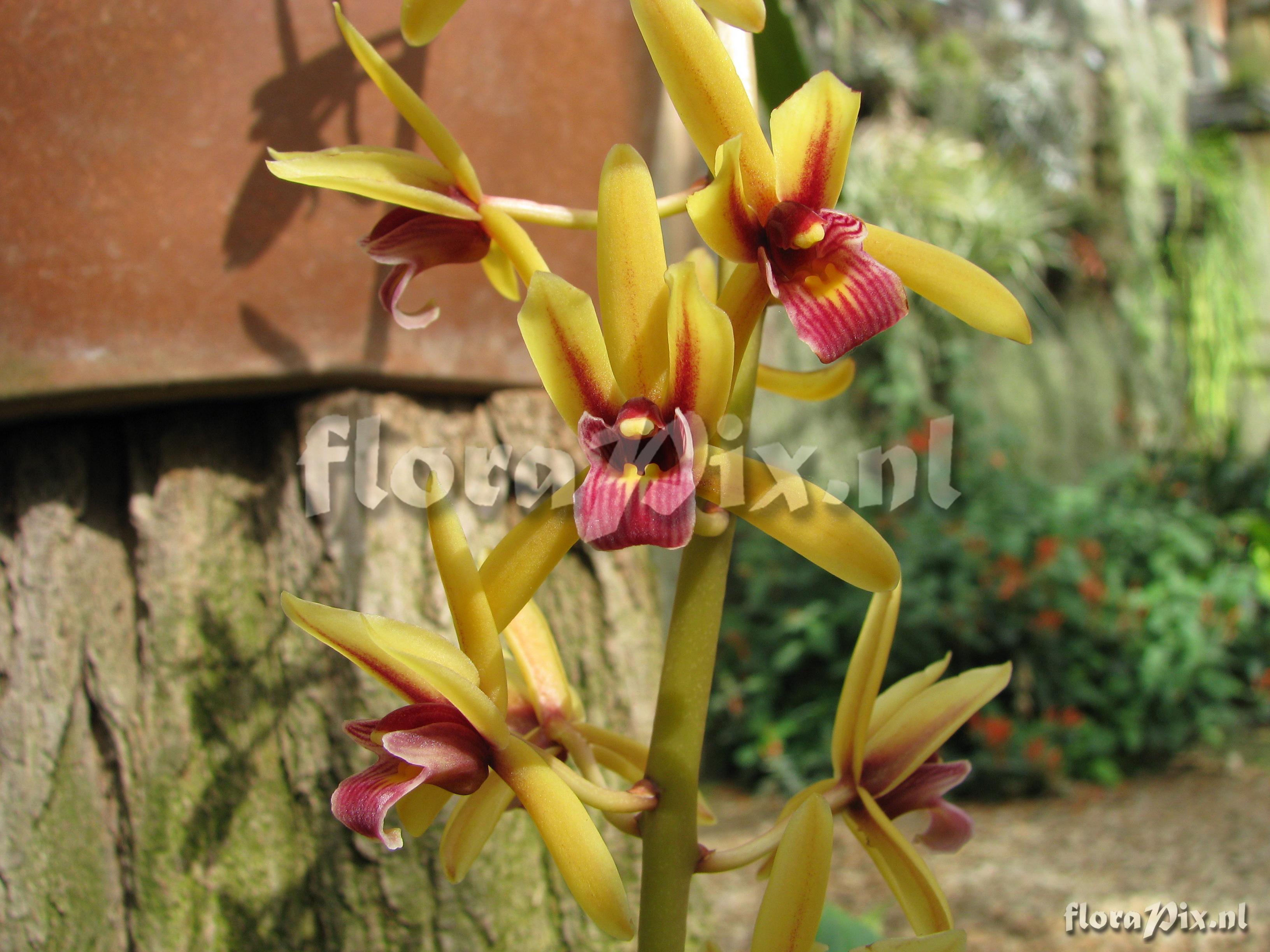 Cymbidium filansianum