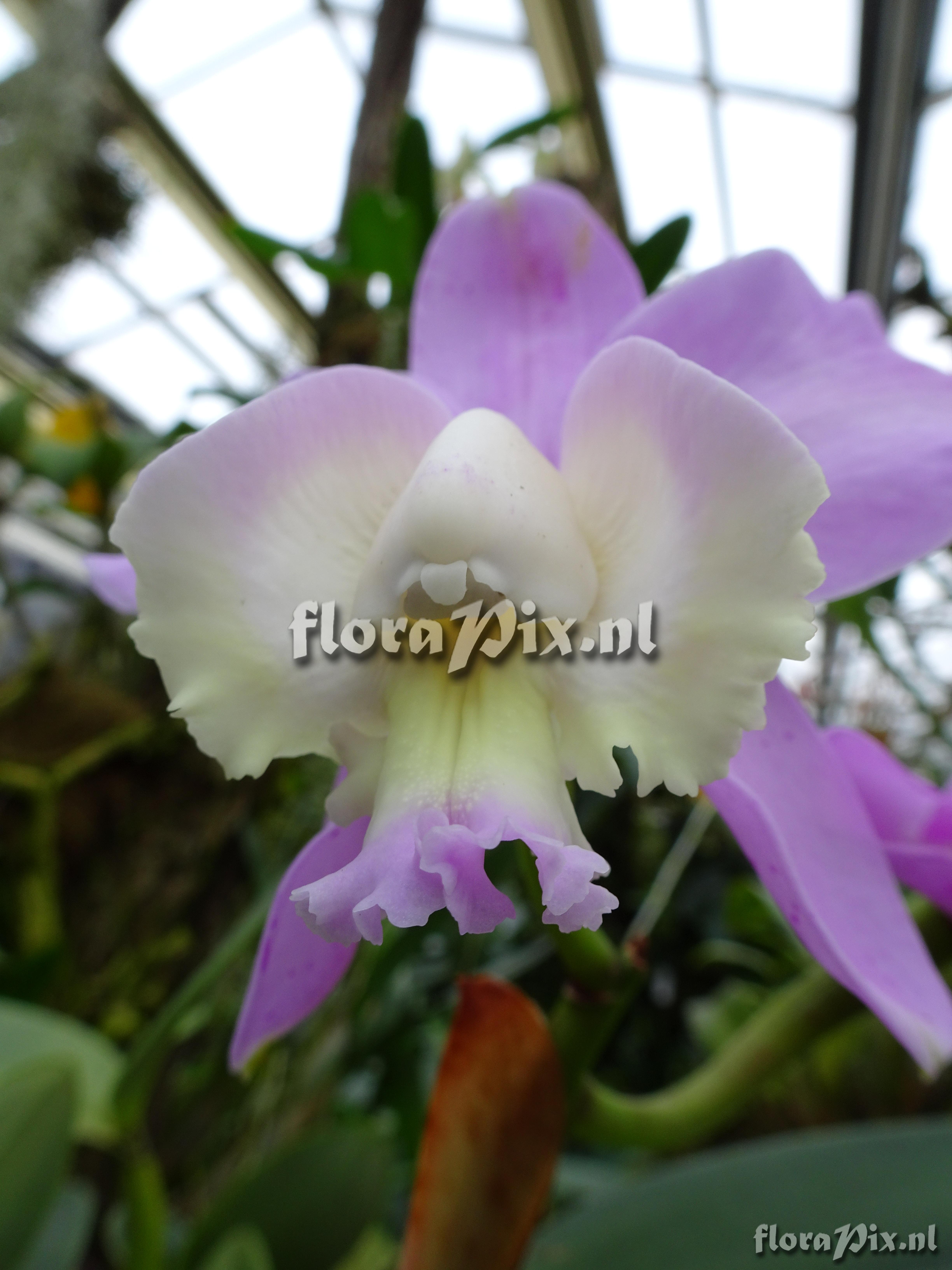 Cattleya loddigesia 