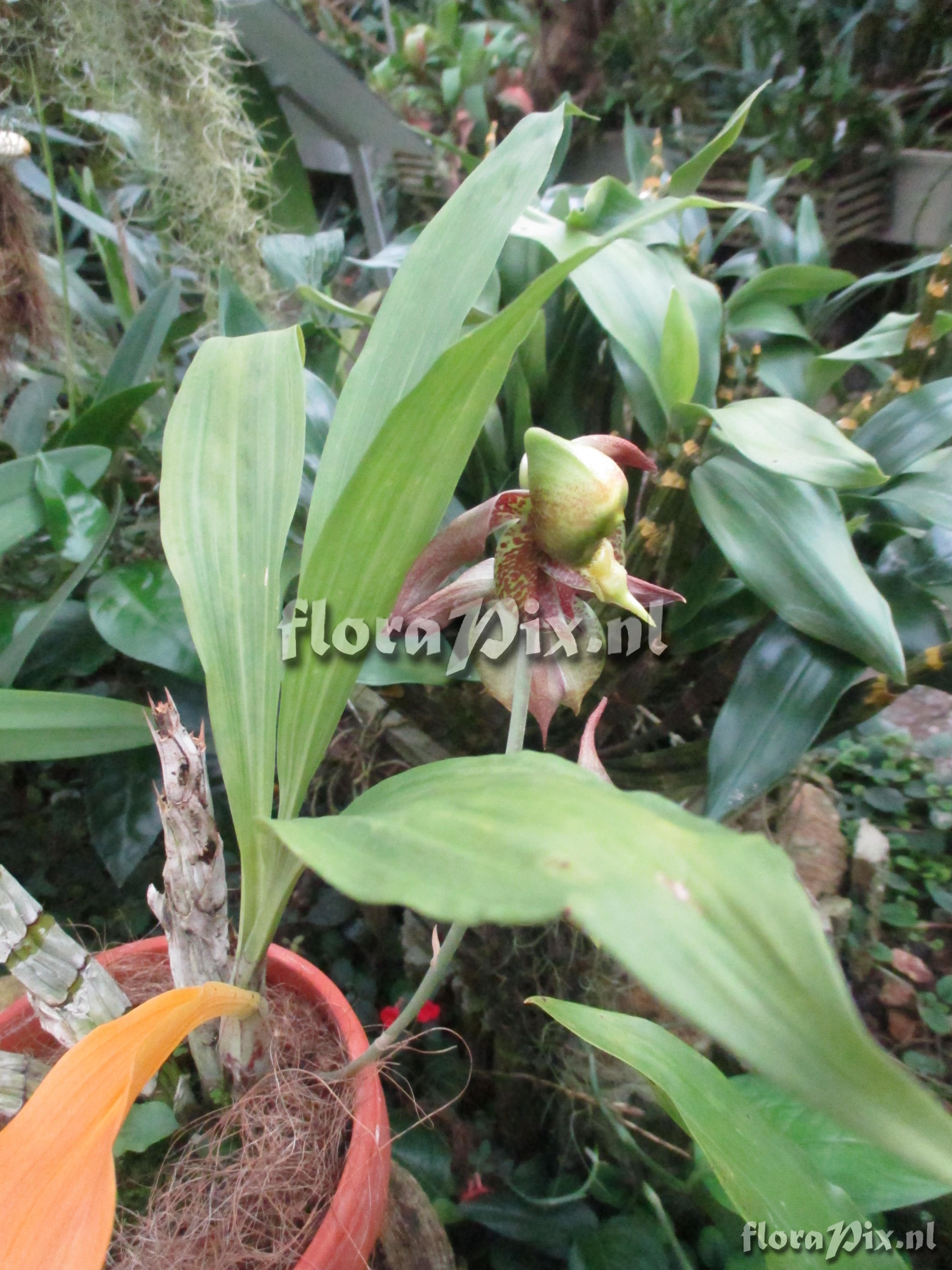 Catasetum maculatum