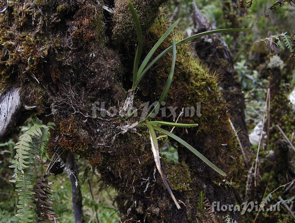 Jumellea stenophylla