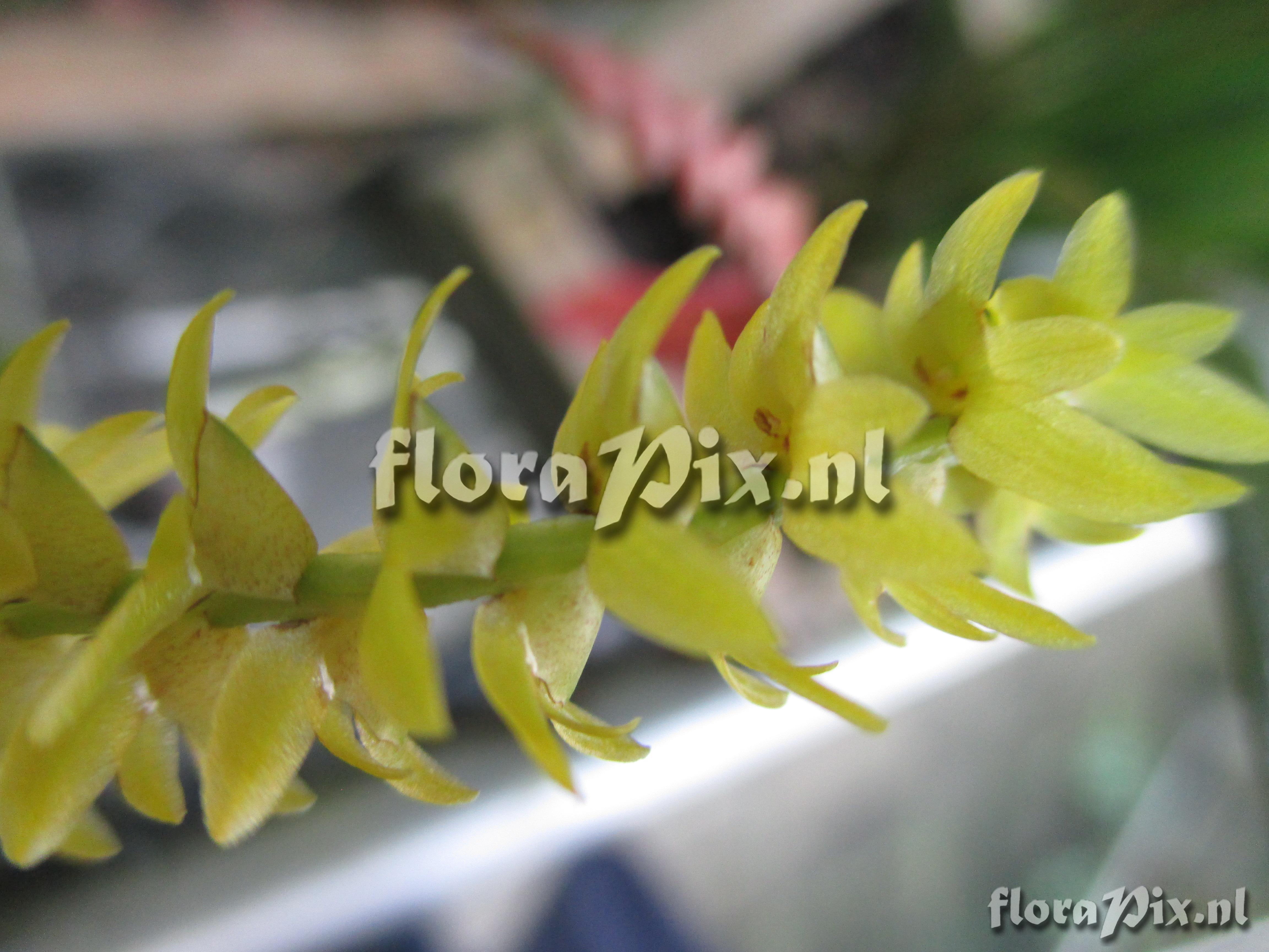 Dendrochilum javieriense