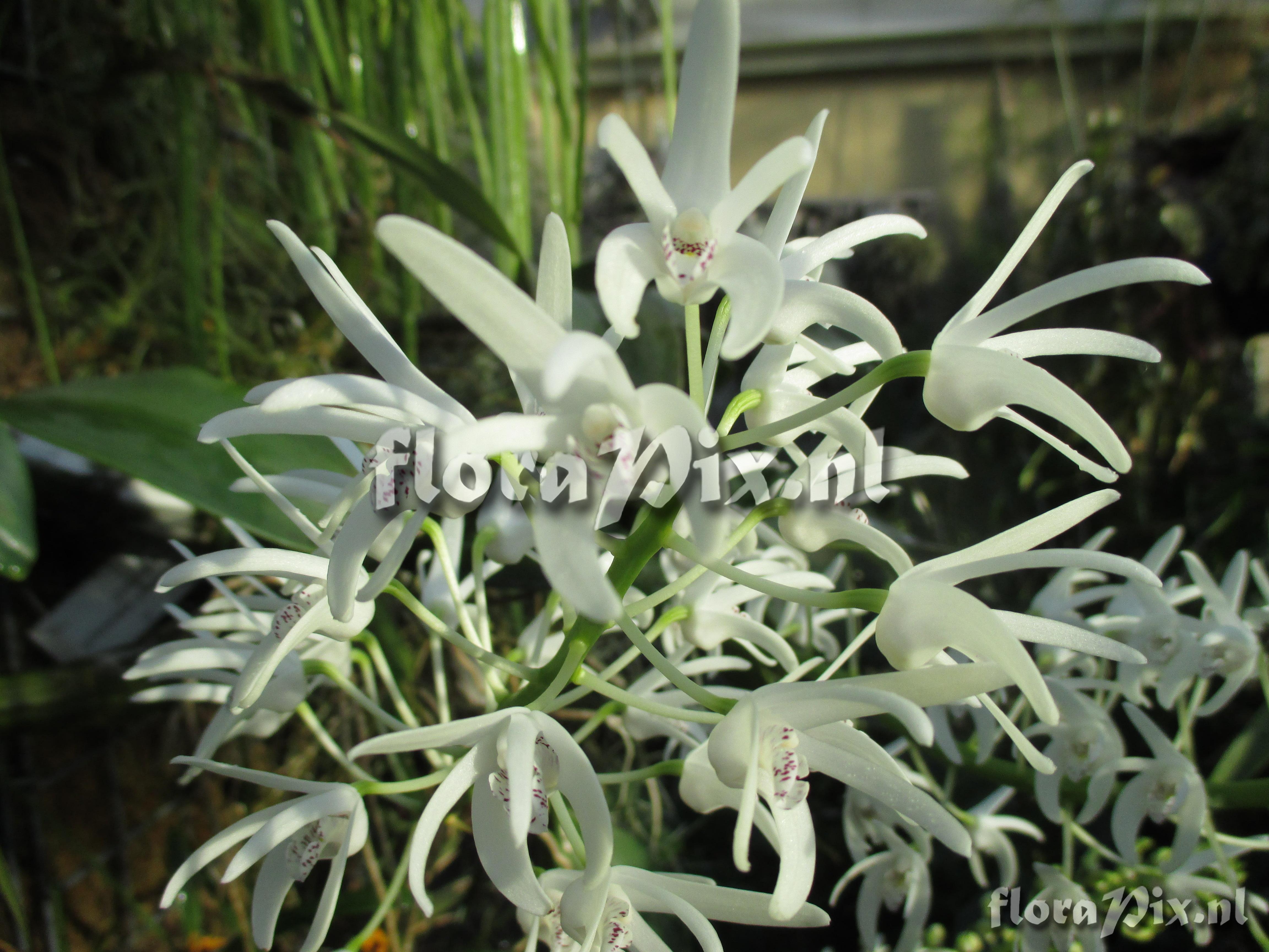 Dendrobium speciosum