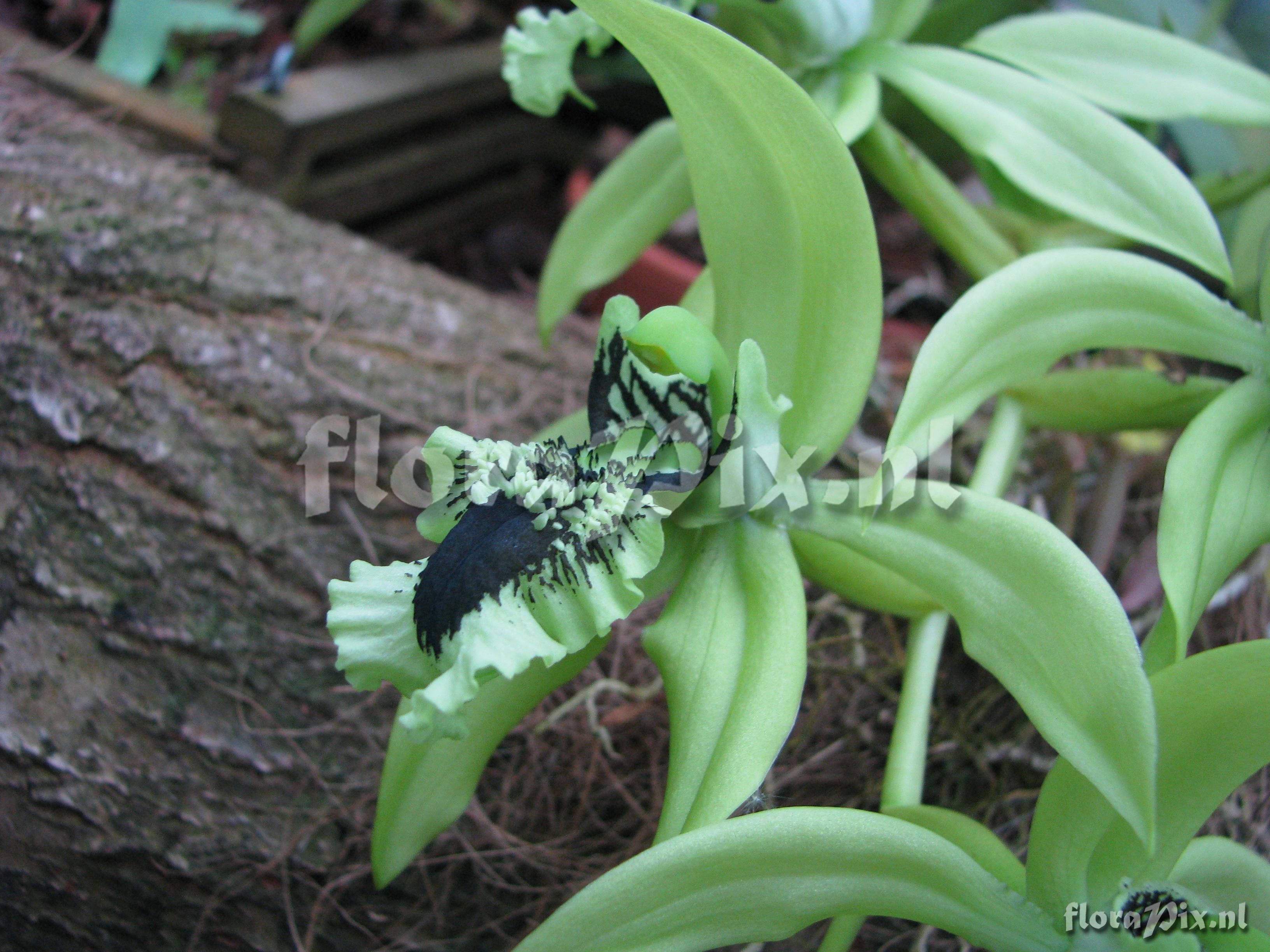 Coelogyne pandurata