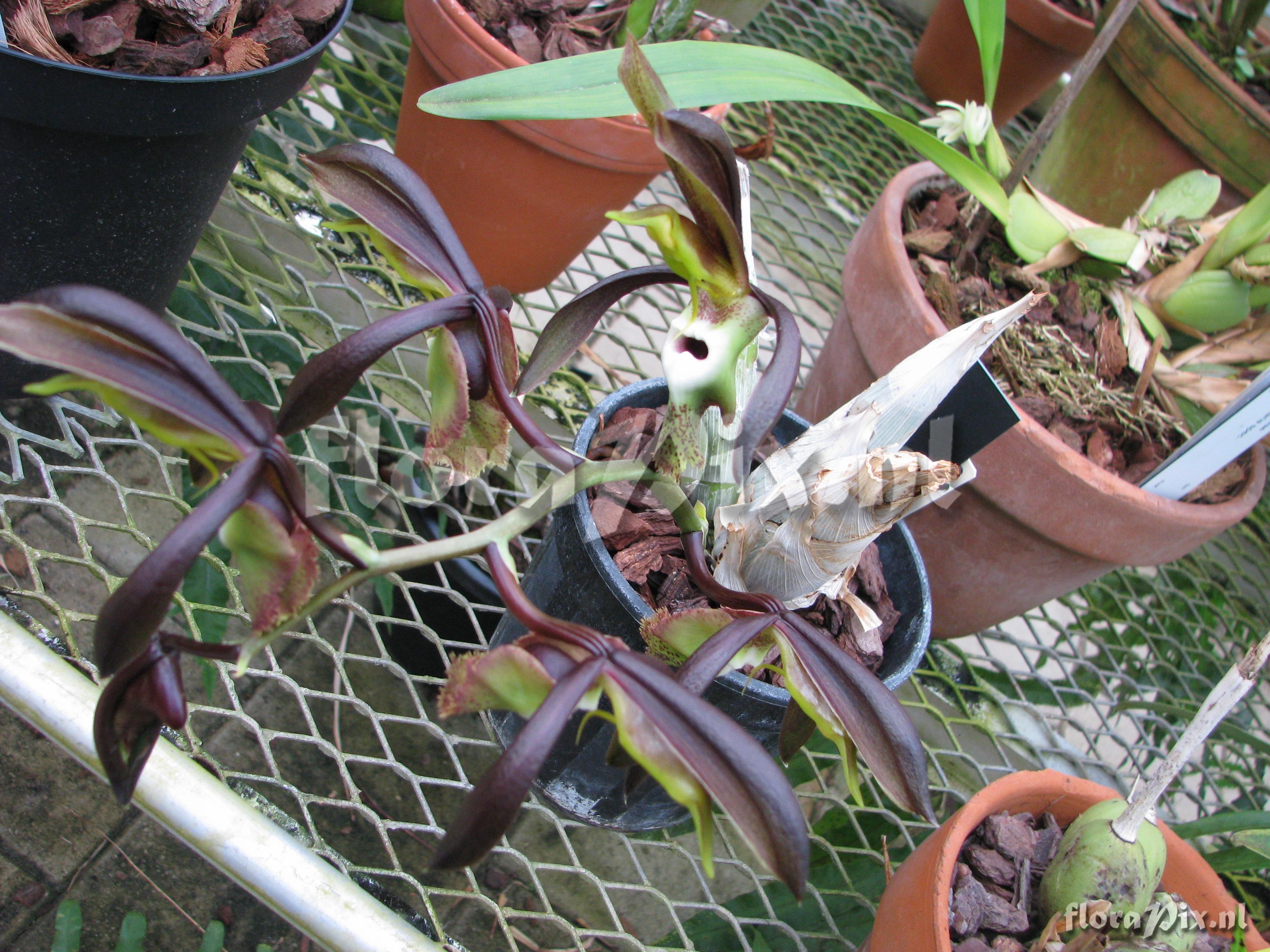 Catasetum spec. of topuanum