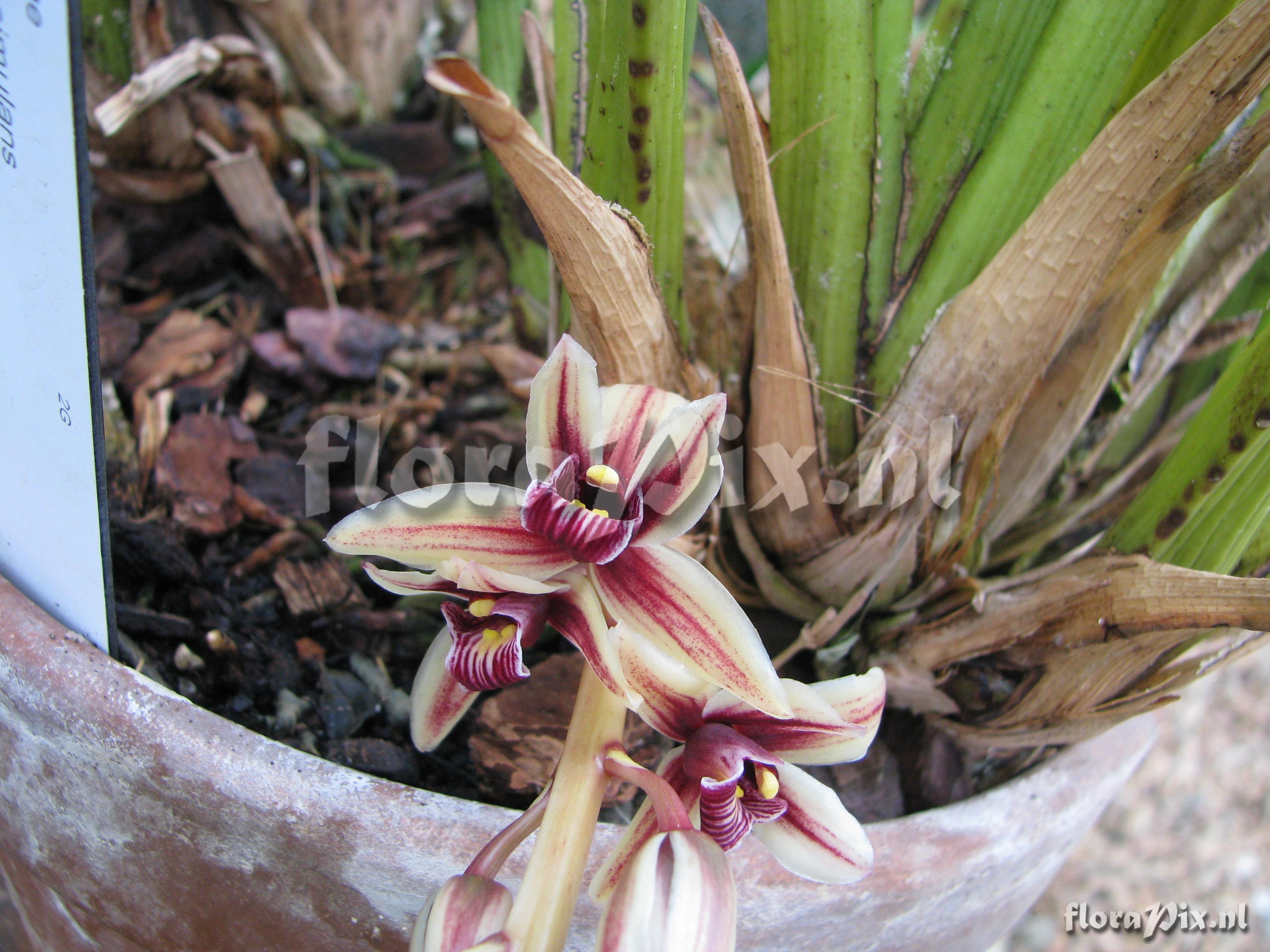 Cymbidium simulans