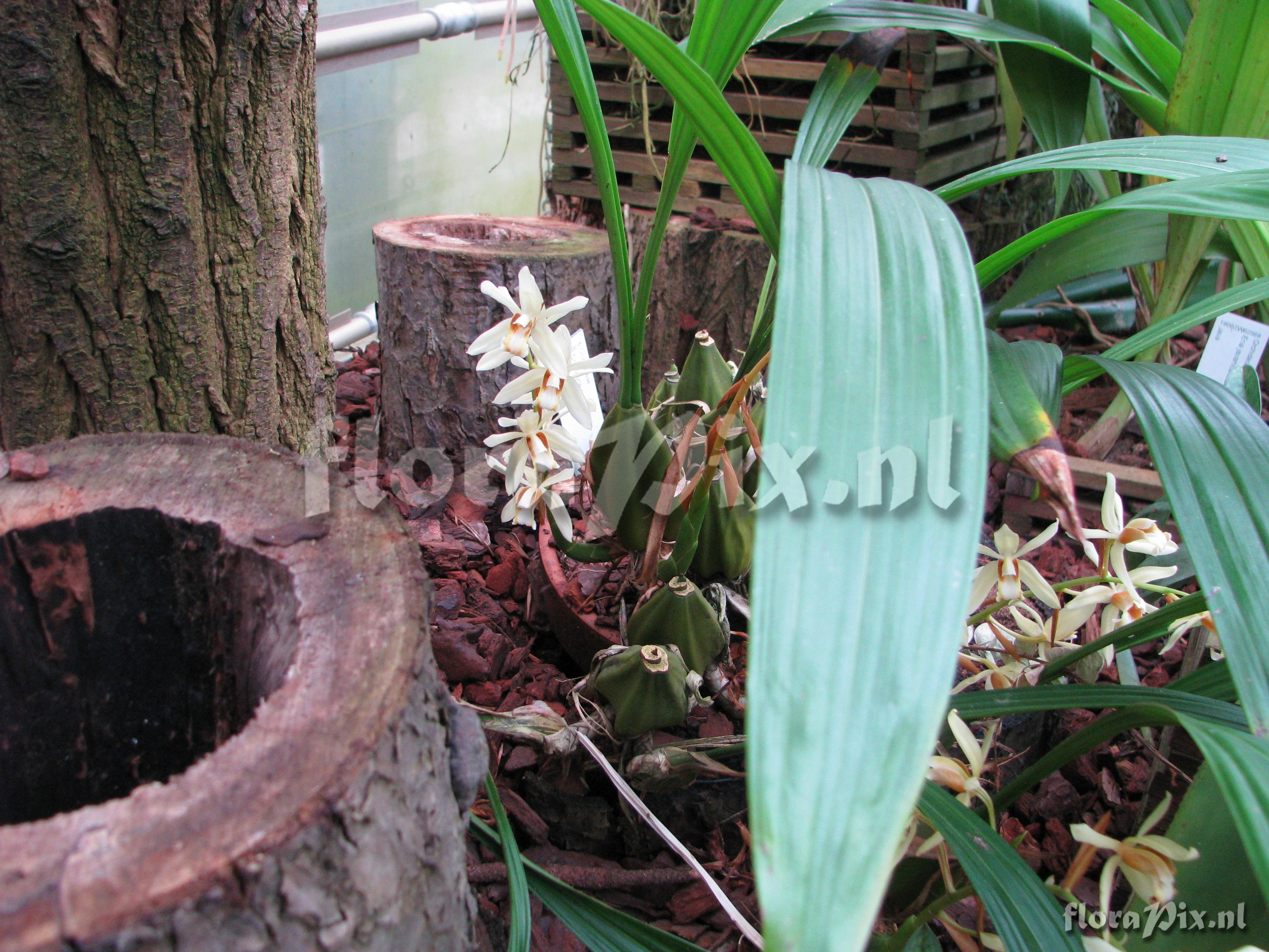 Coelogyne cinnamomea