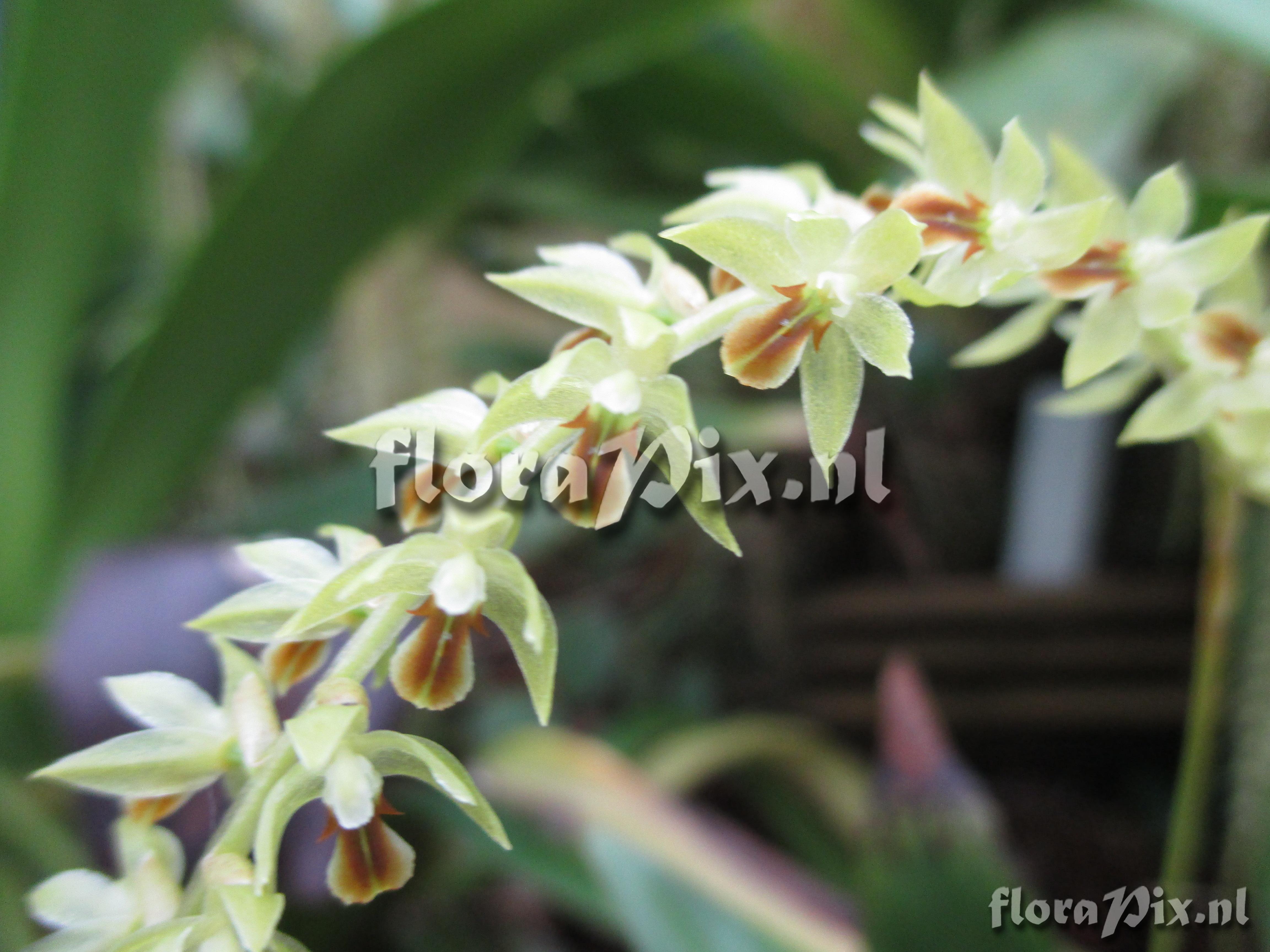 Dendrochilum spec.