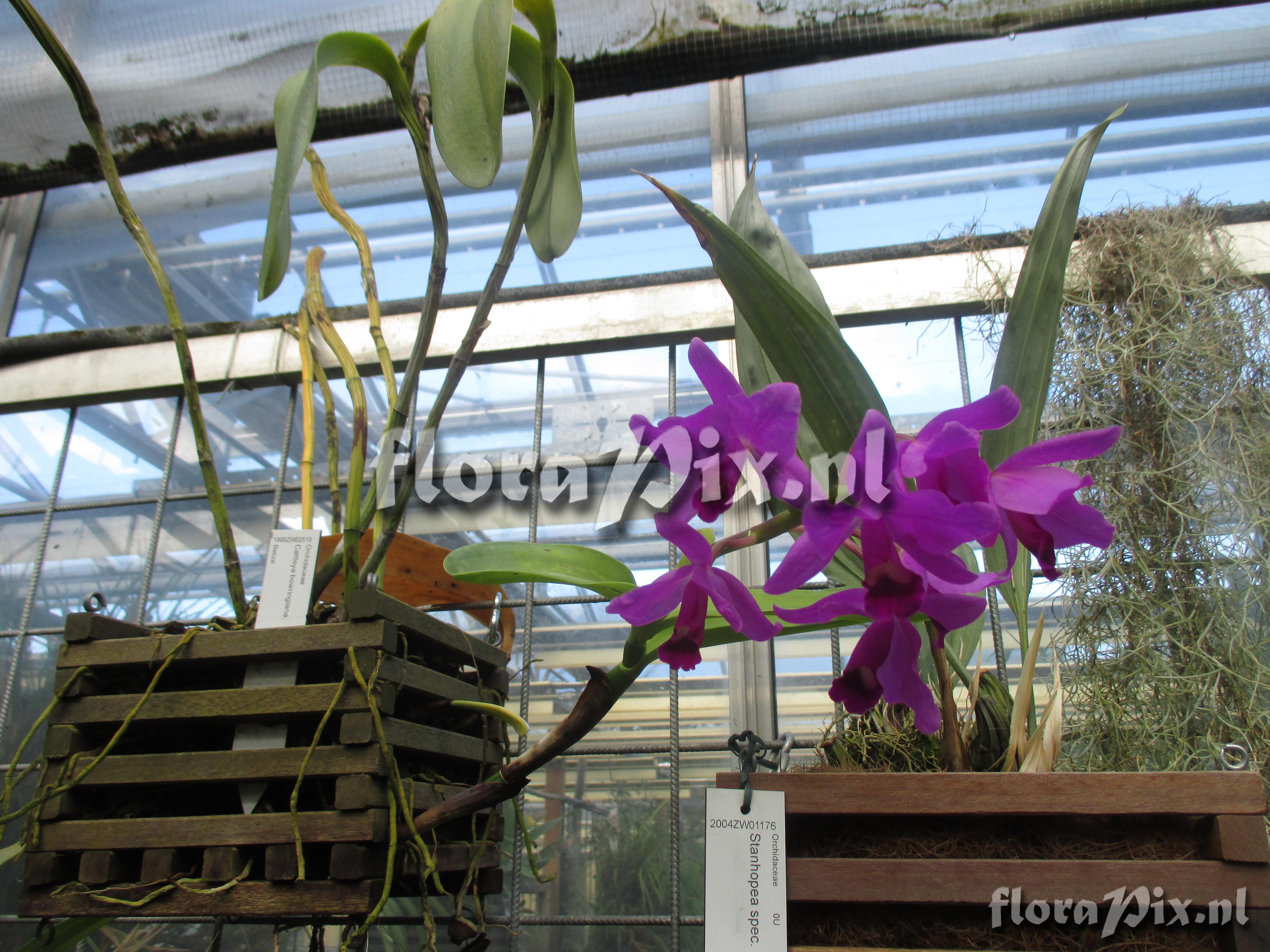 Cattleya bowringiana