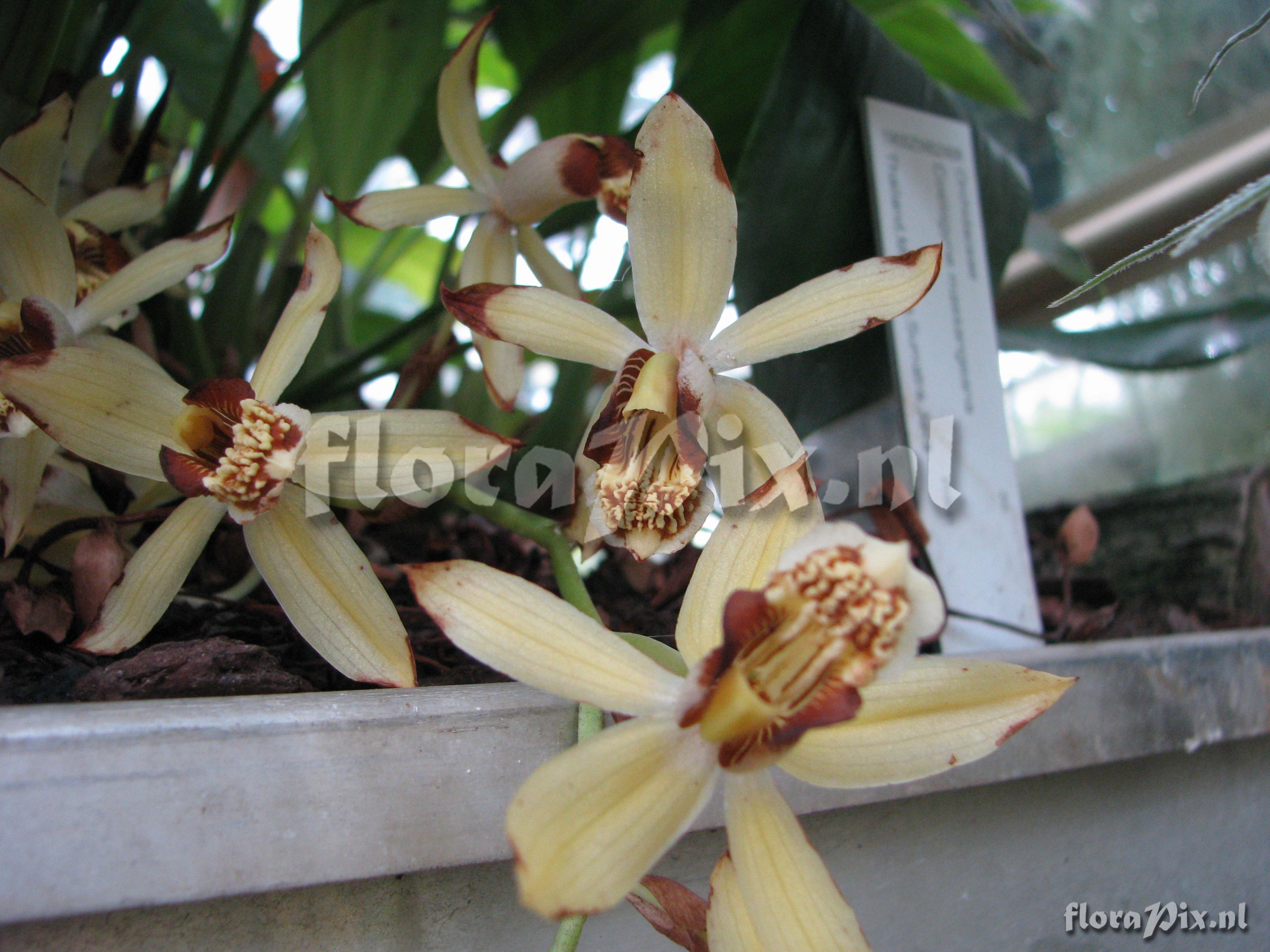 Coelogyne massangeana