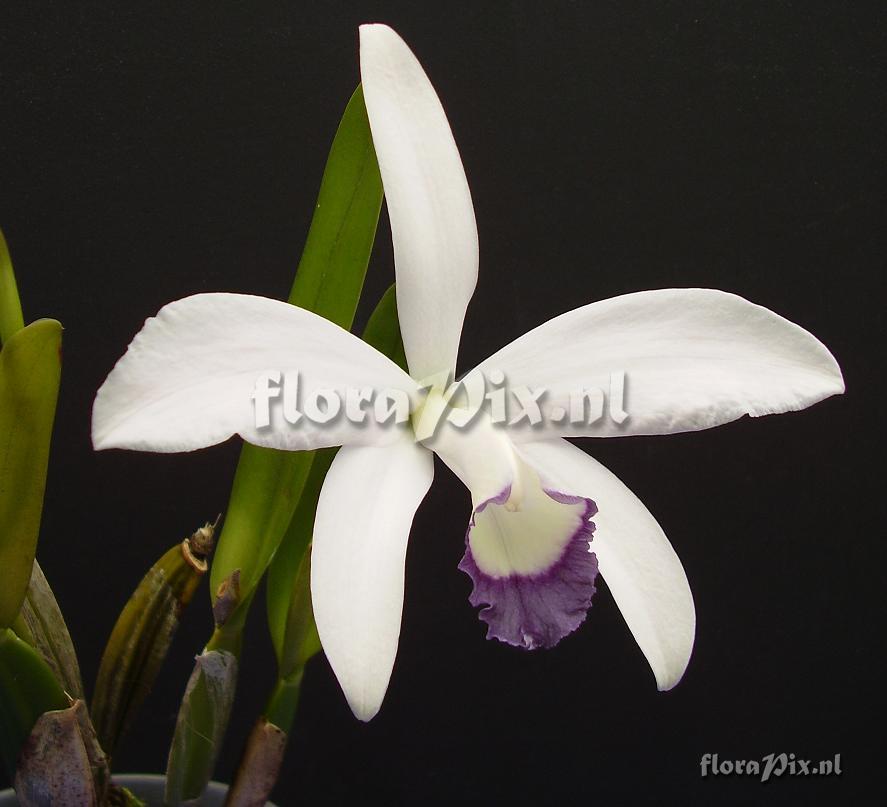 Laelia perrinnii coerulea