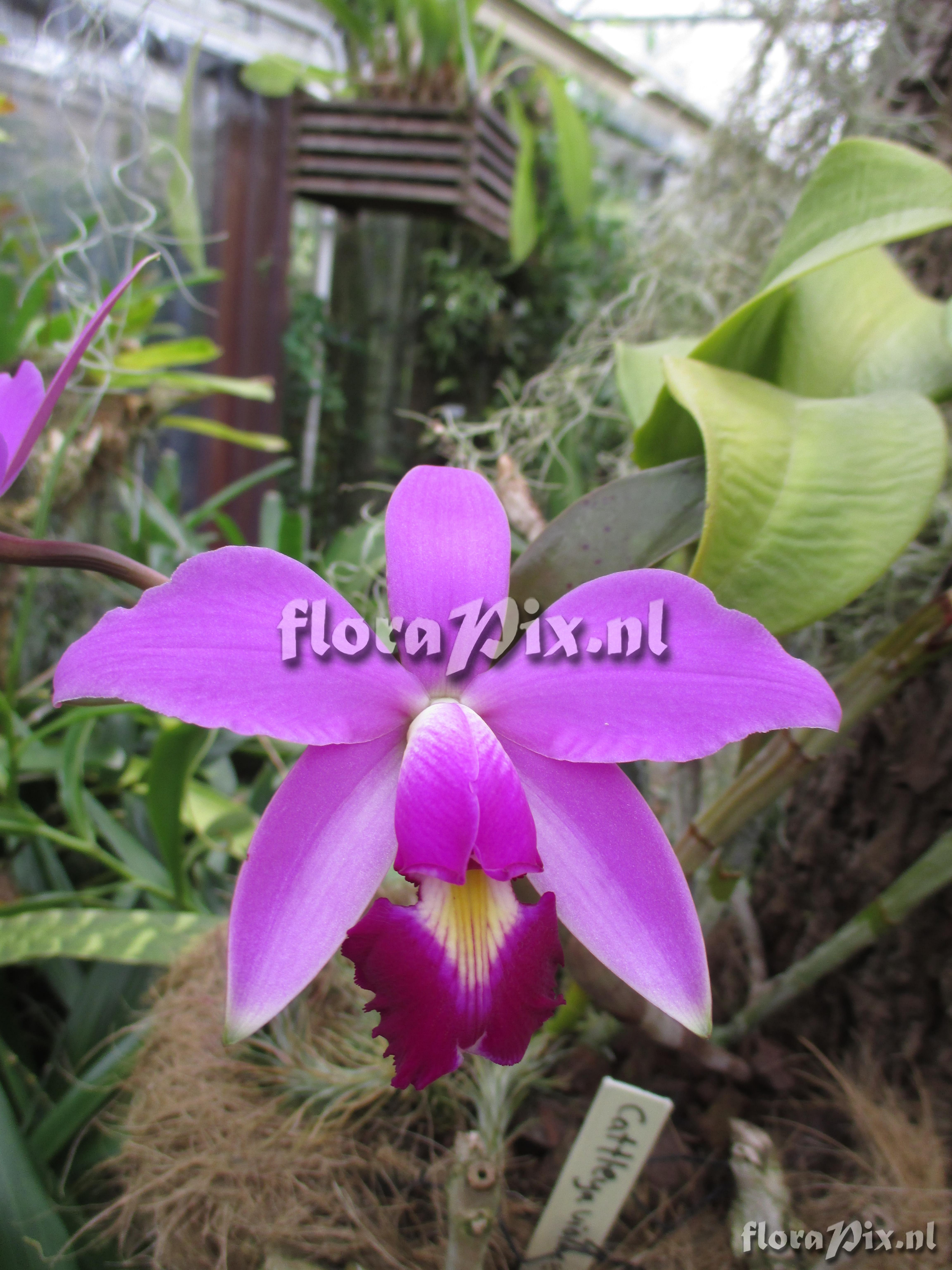 Cattleya violacea