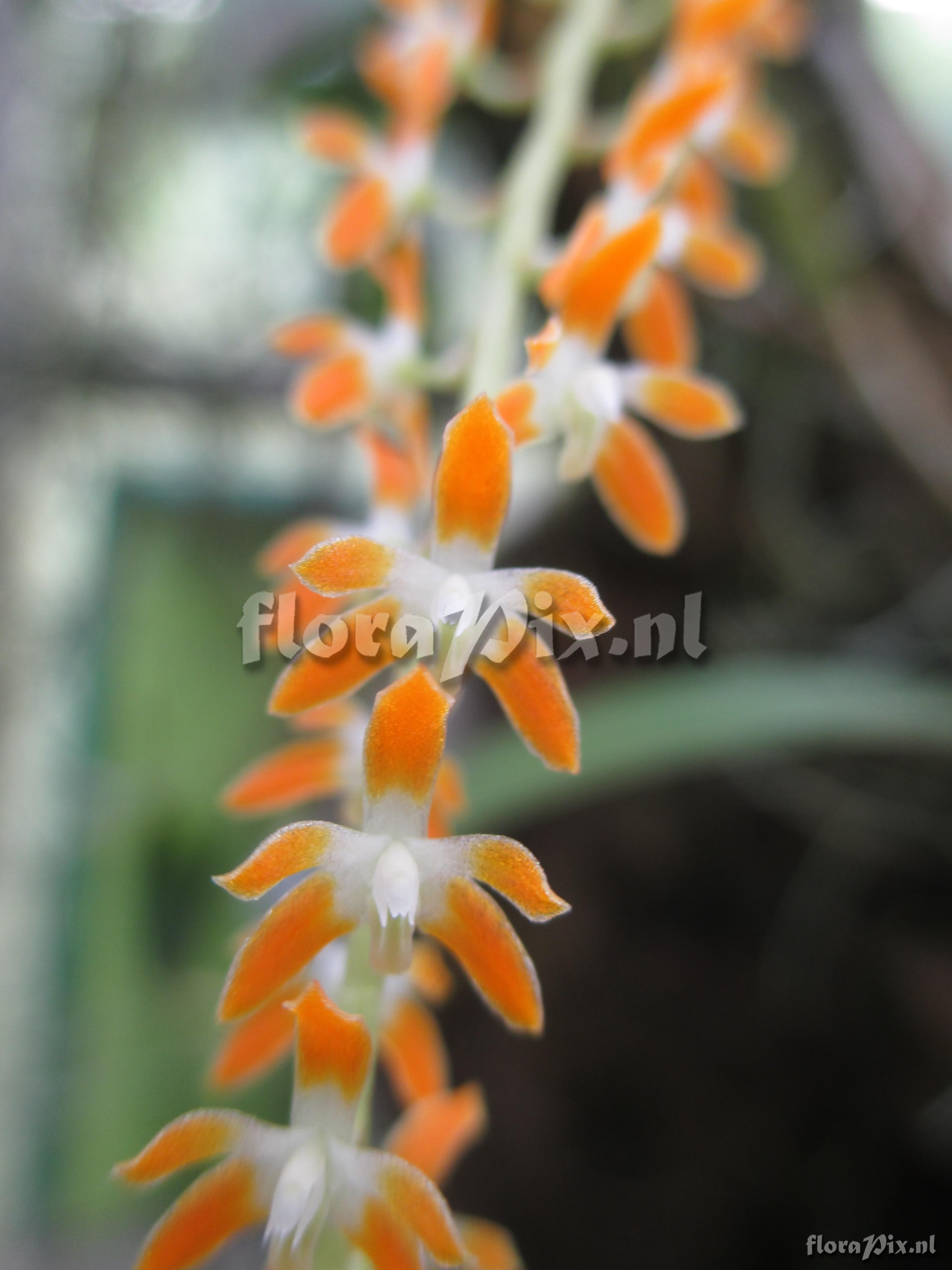 Dendrochilum aurantiacum