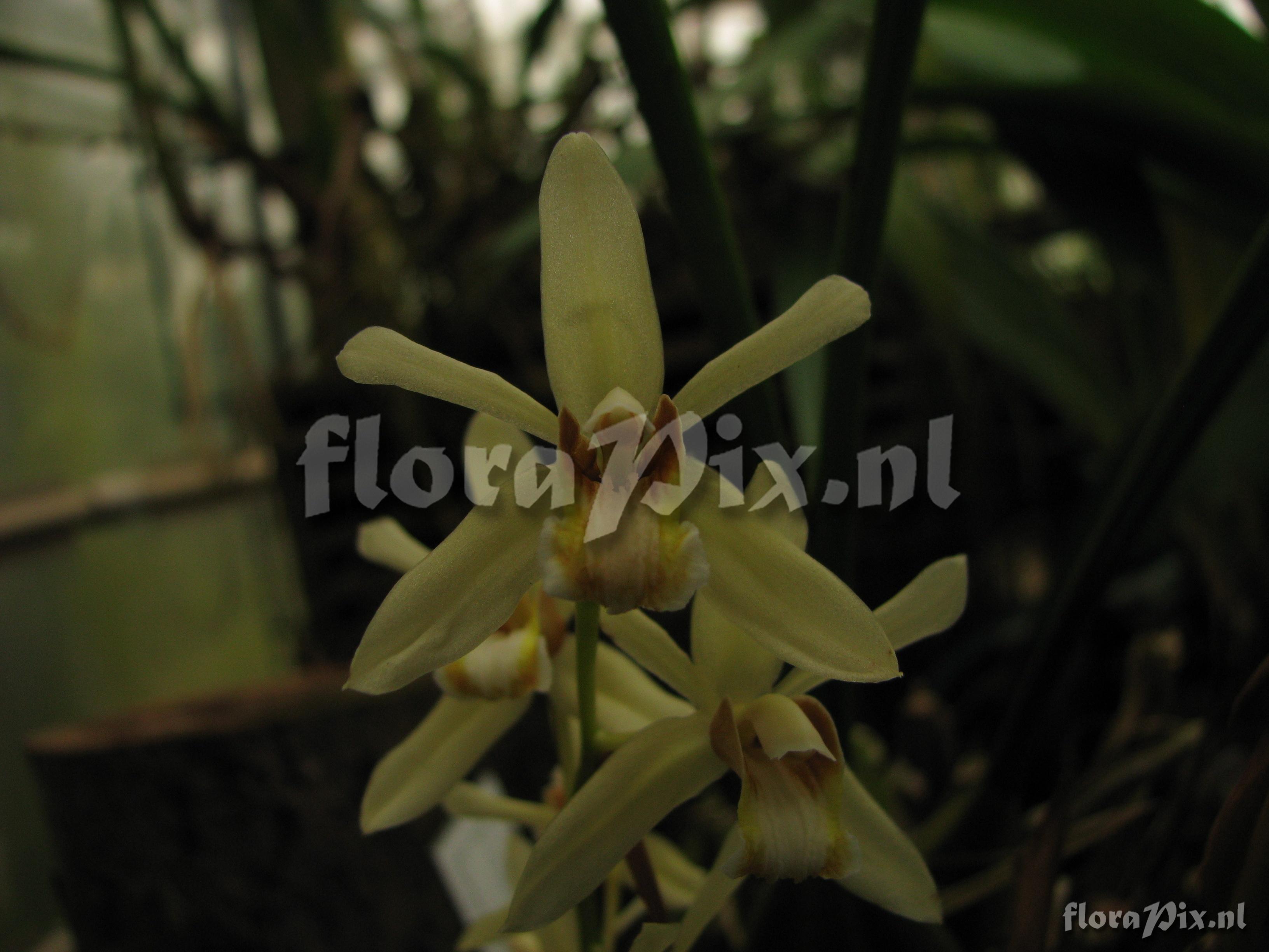 Coelogyne cinnamomea