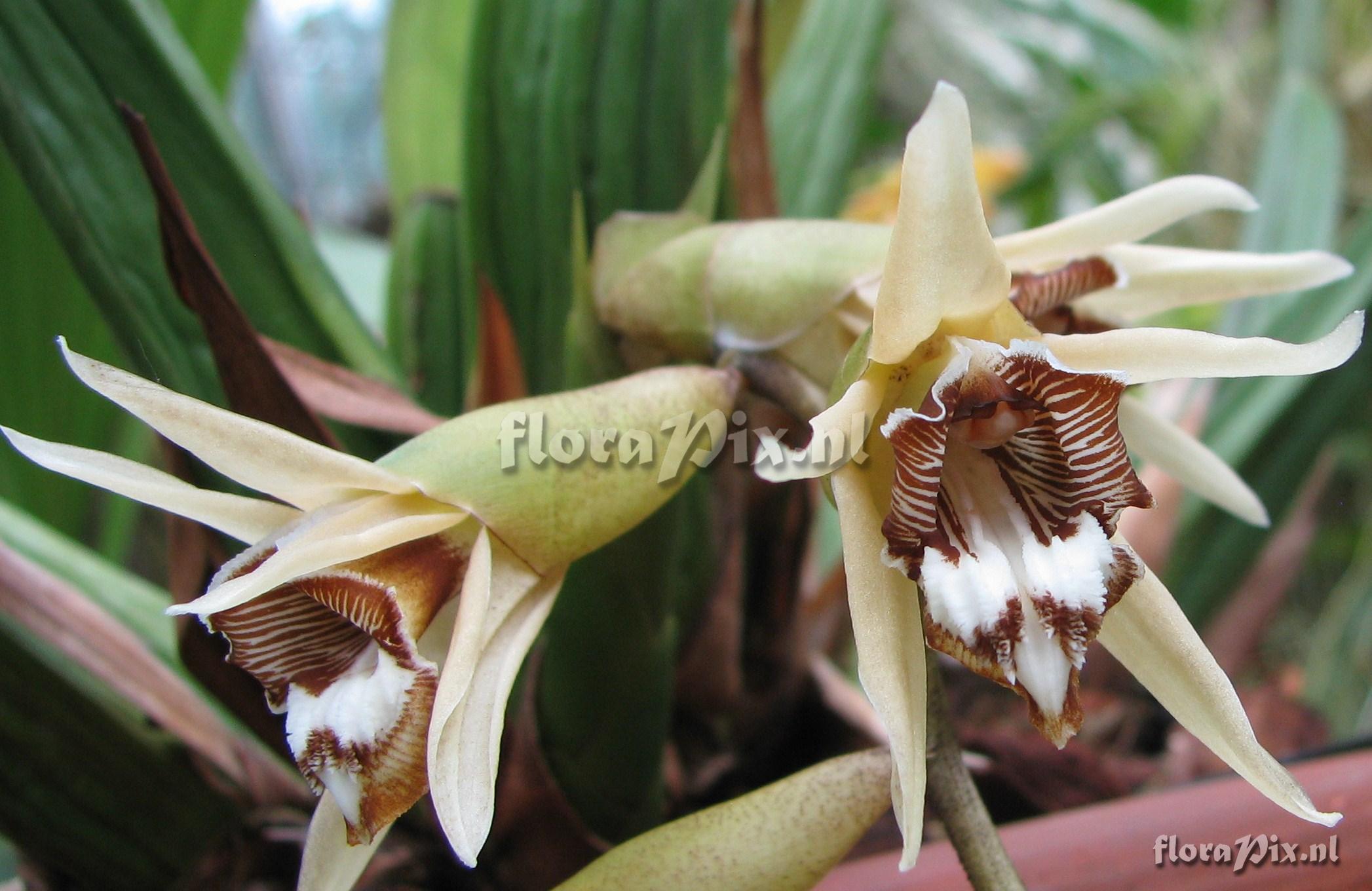 Coelogyne pulverula