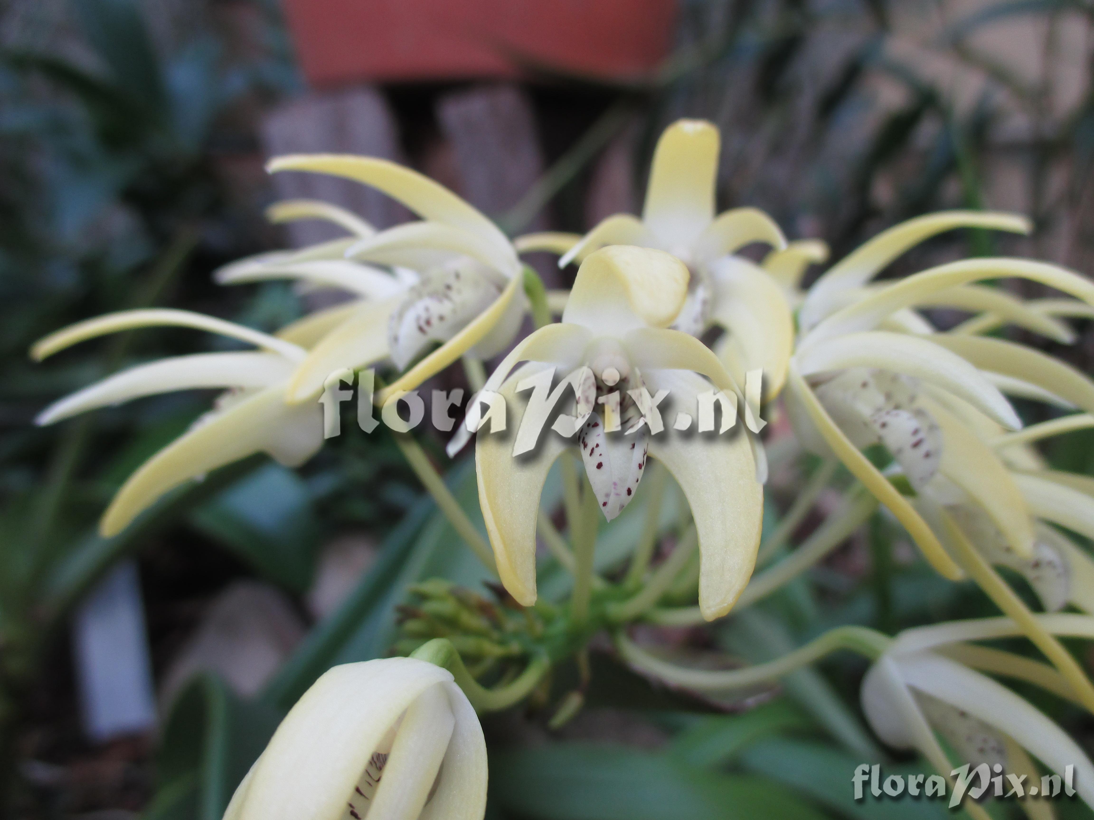 Dendrobium speciosum