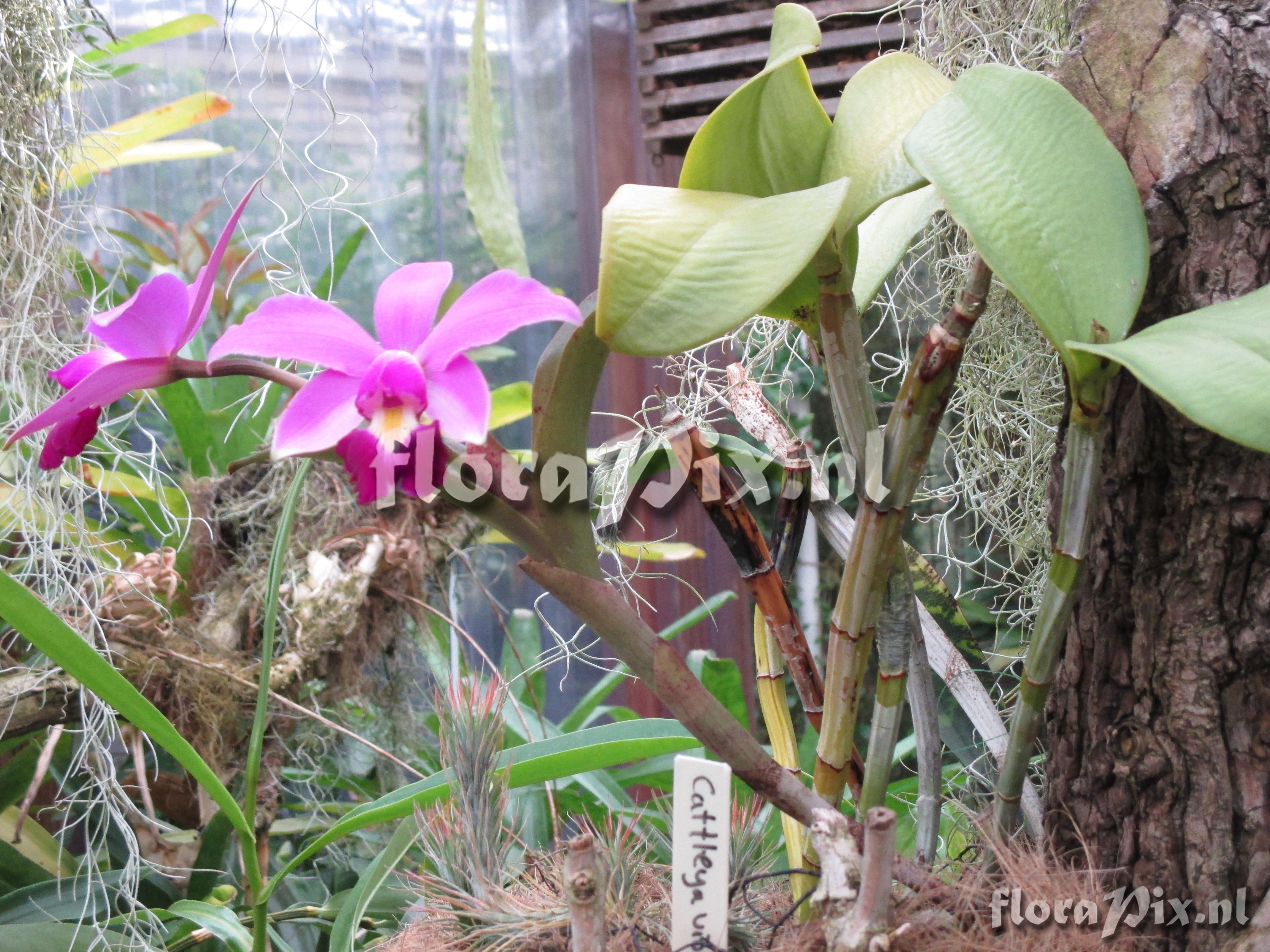 Cattleya violacea