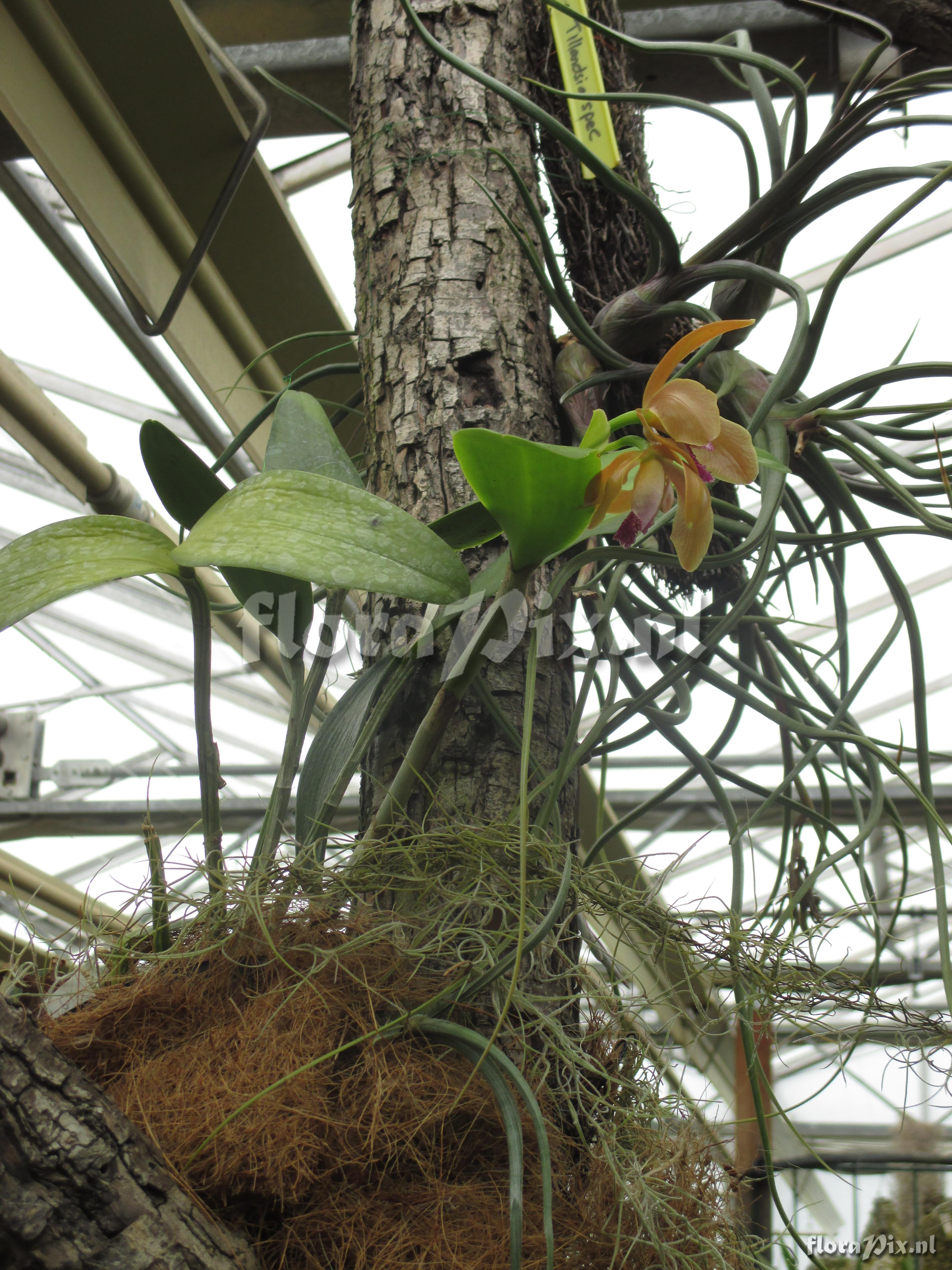 Cattleya tenebrosa f. aurea