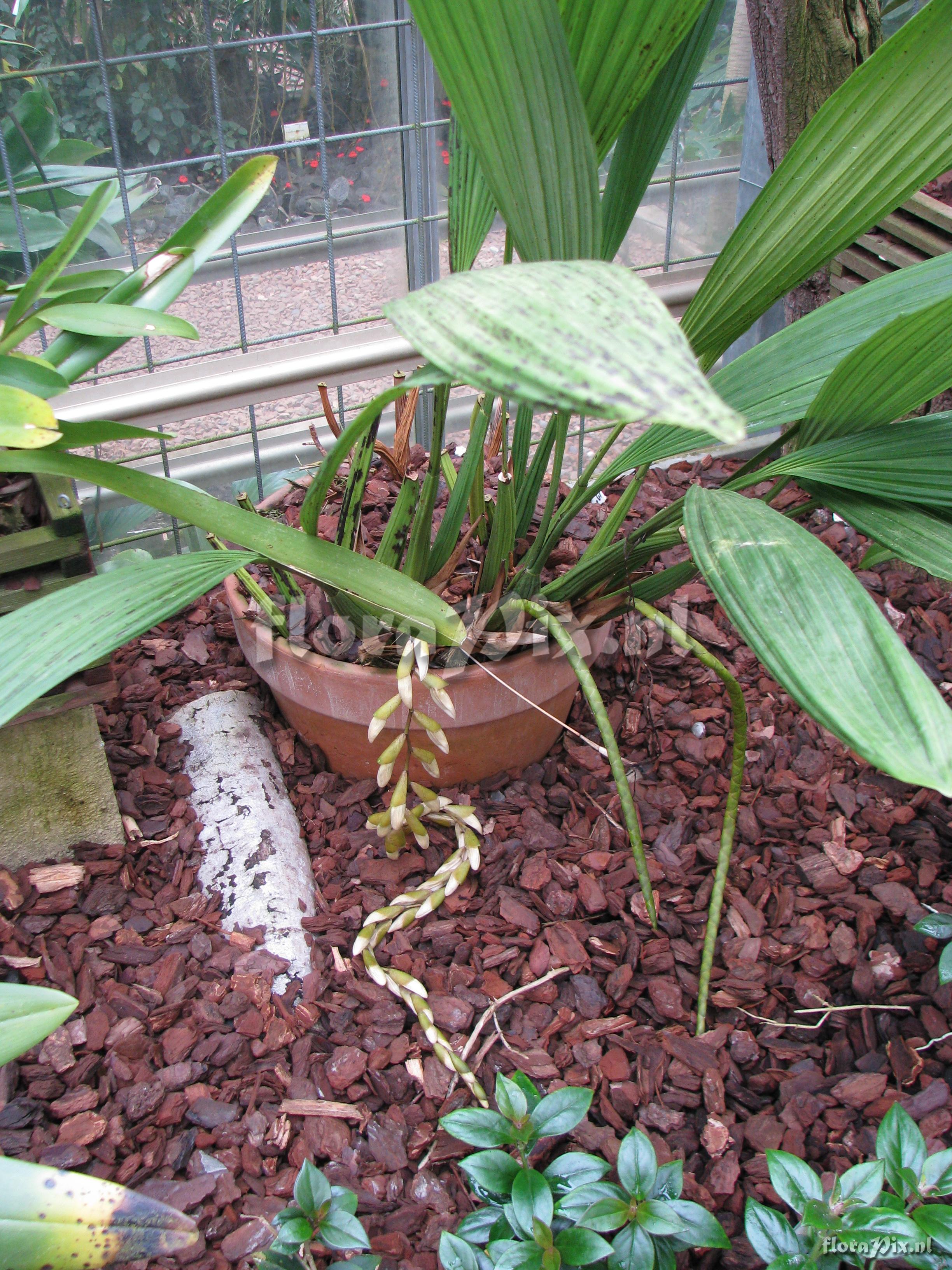 Coelogyne pulverula