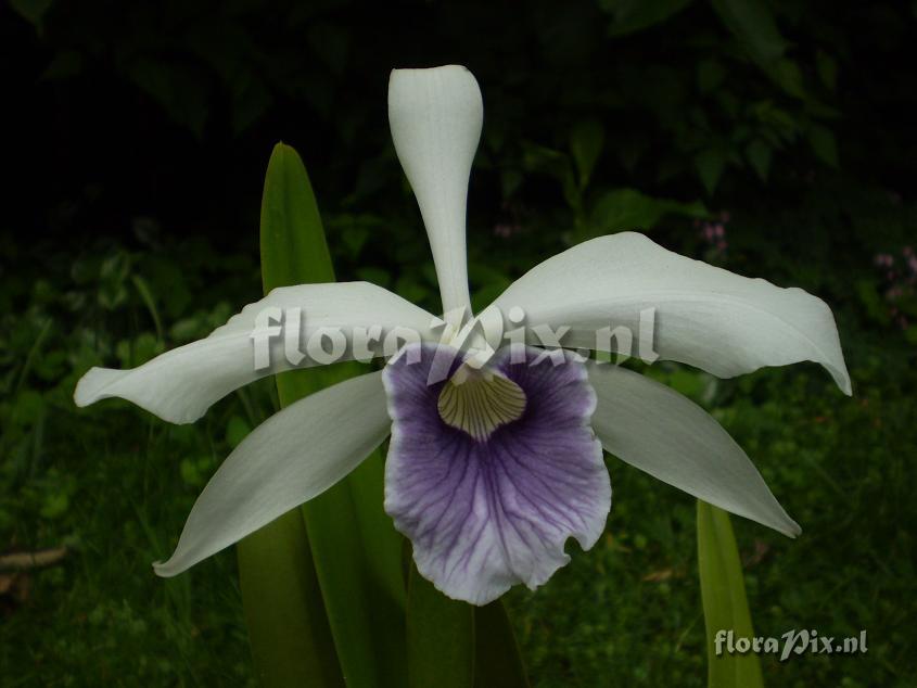 Laelia purpurata 