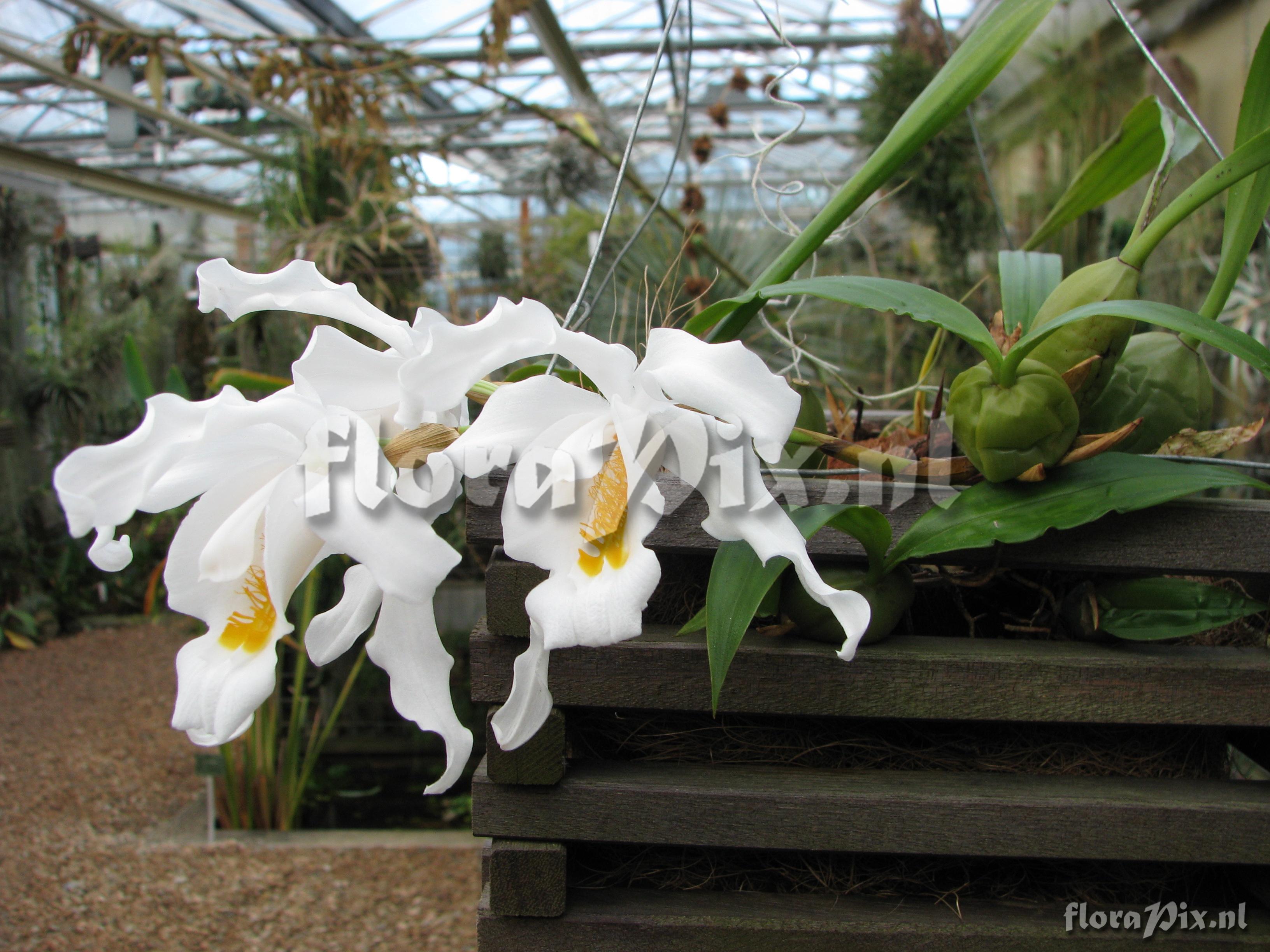 Coelogyne cristata var. cristata