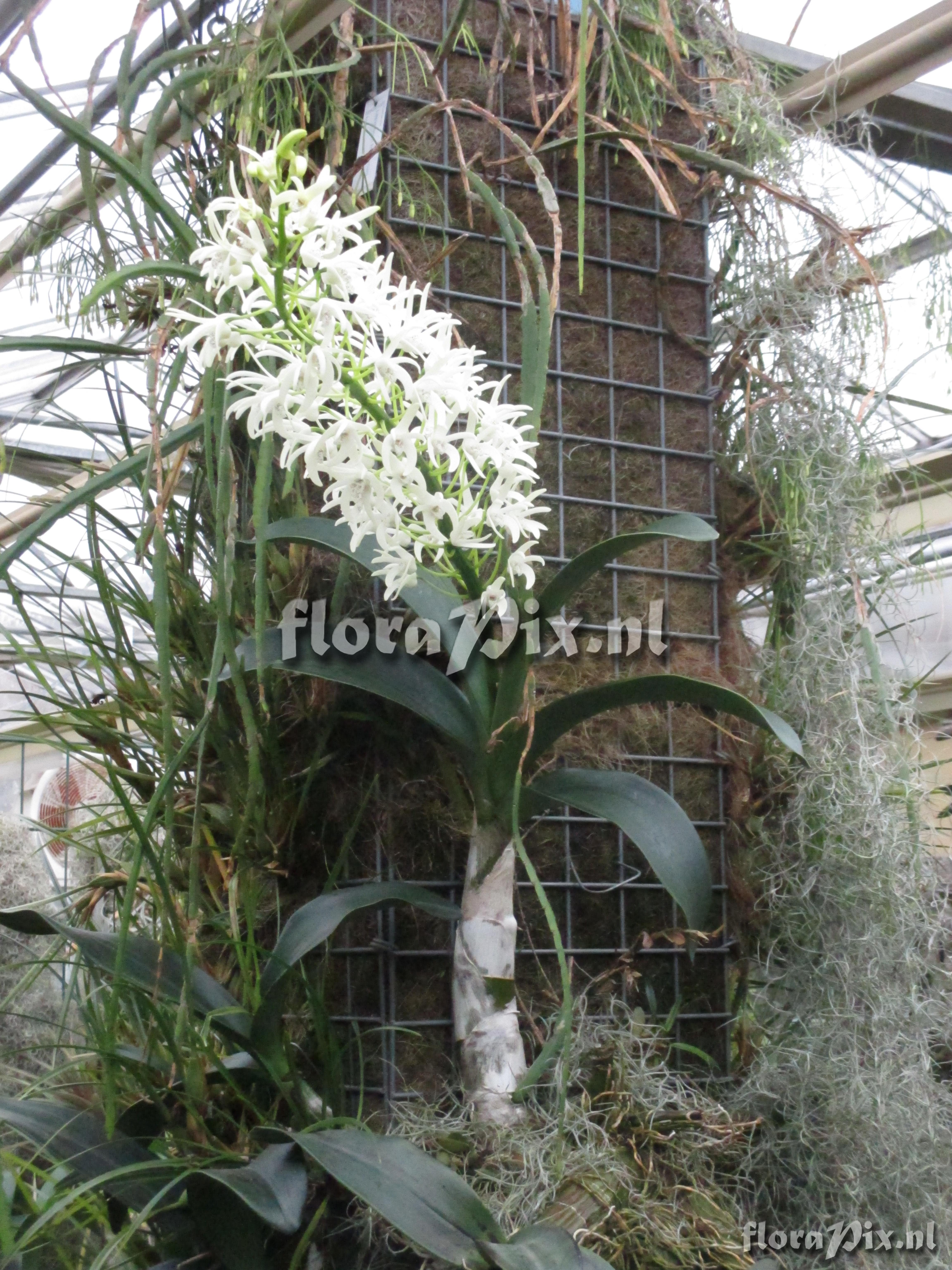 Dendrobium speciosum