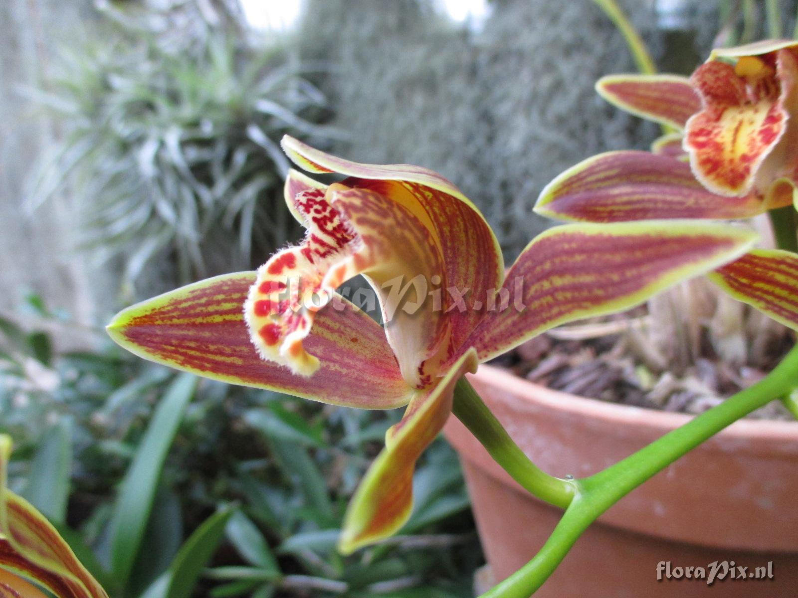 Cymbidium gigant.