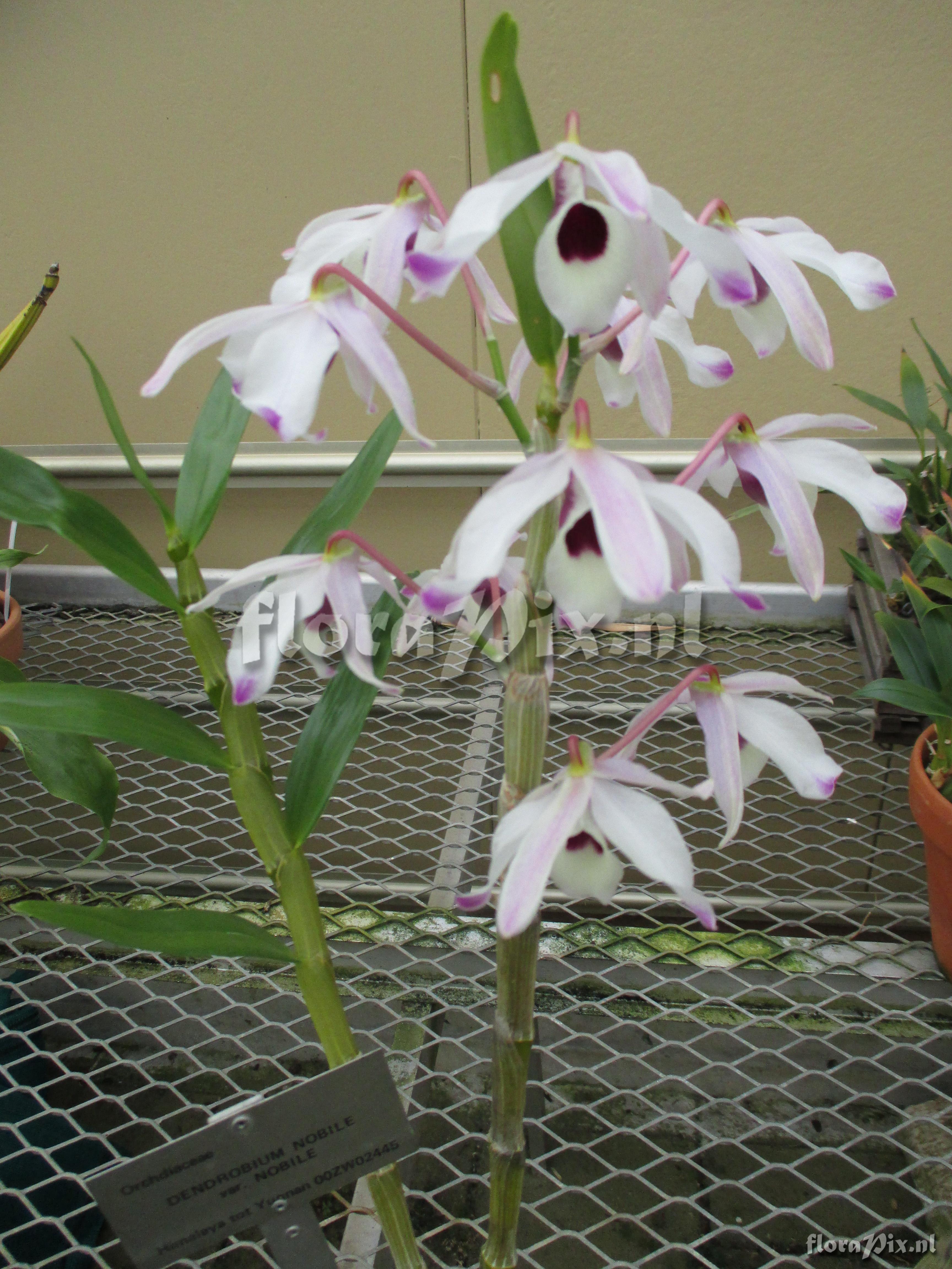 Dendrobium nobile var. nobile