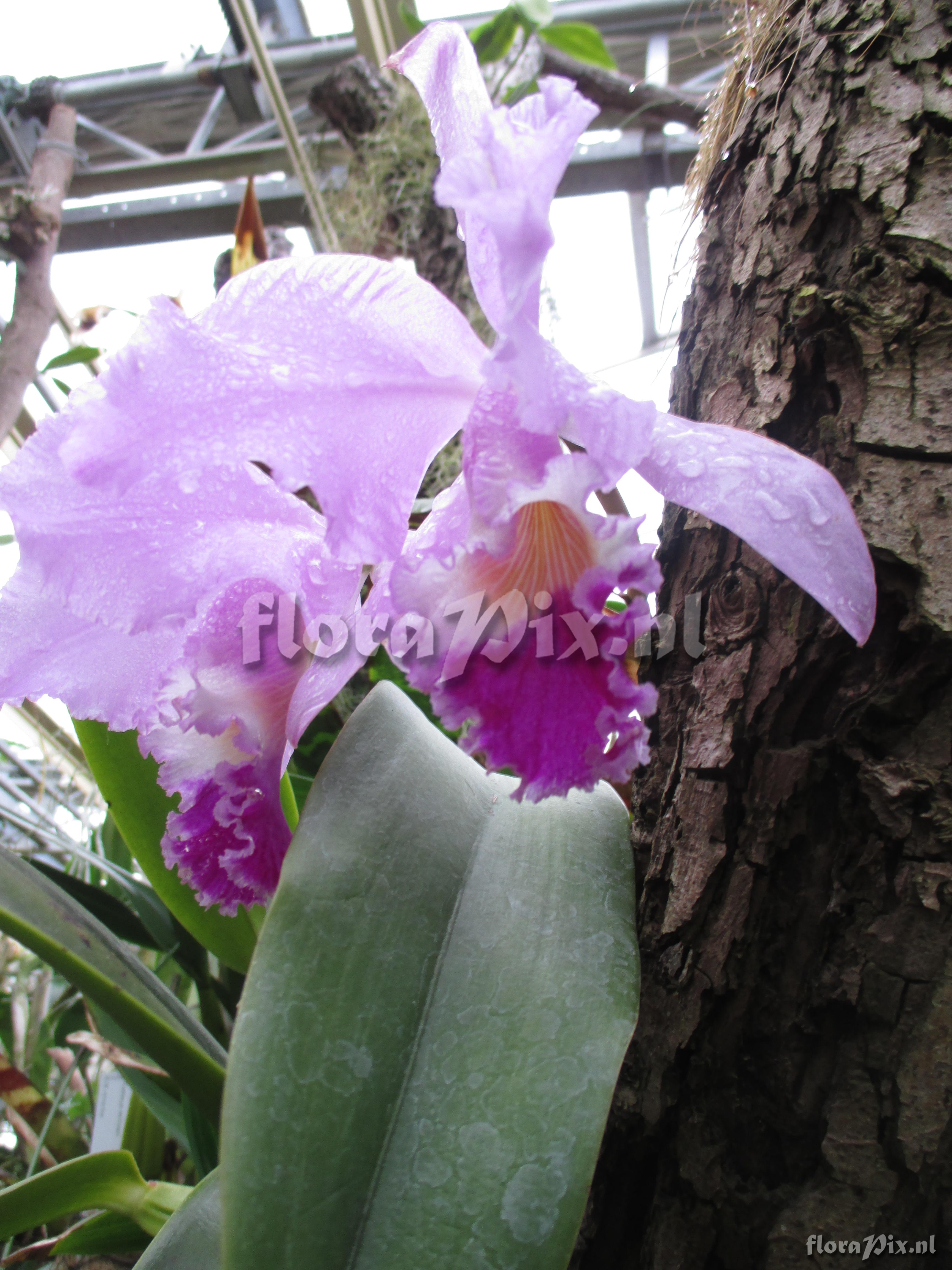 Cattleya warneri