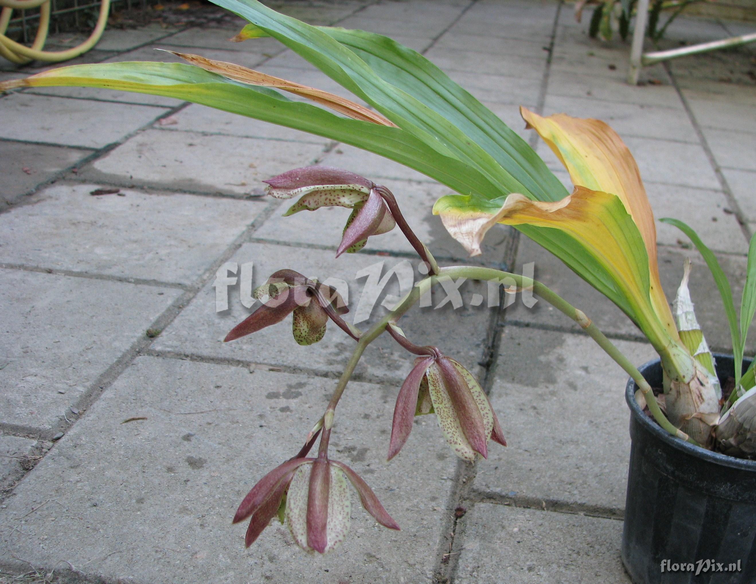 Catasetum dupliciscutulatum