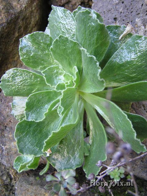 Aeonium smithii