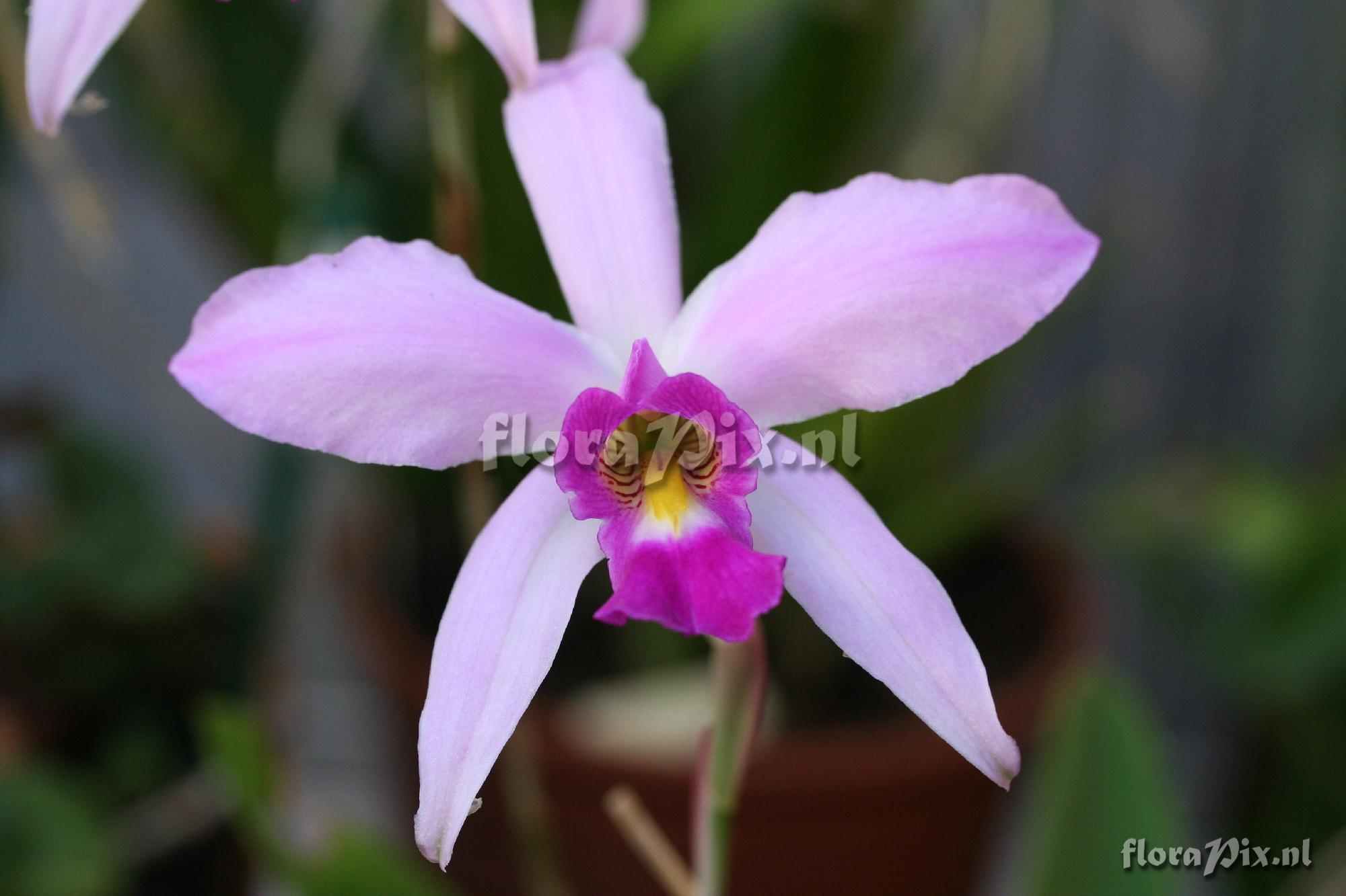 Laelia anceps