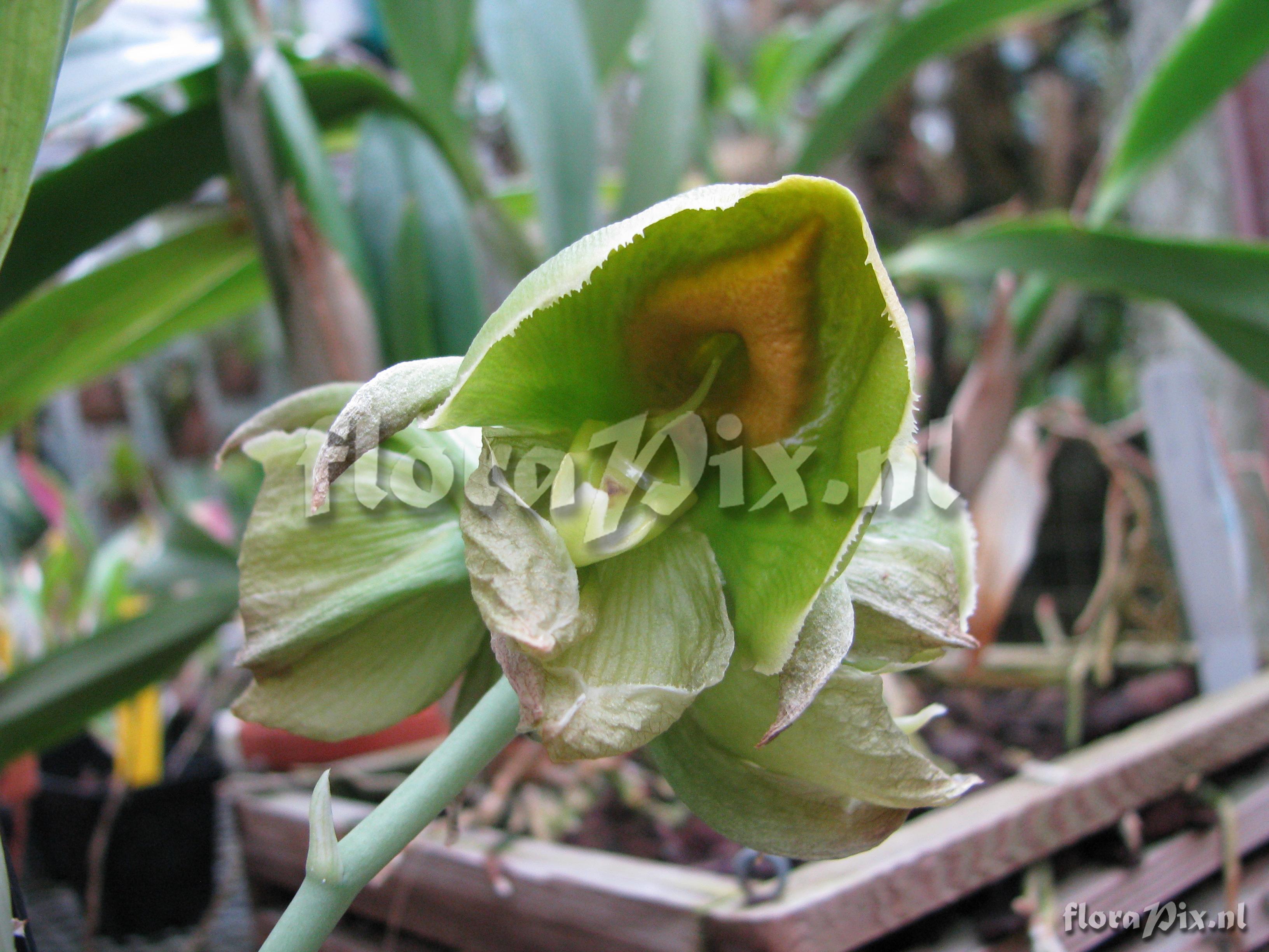 Catasetum expansum