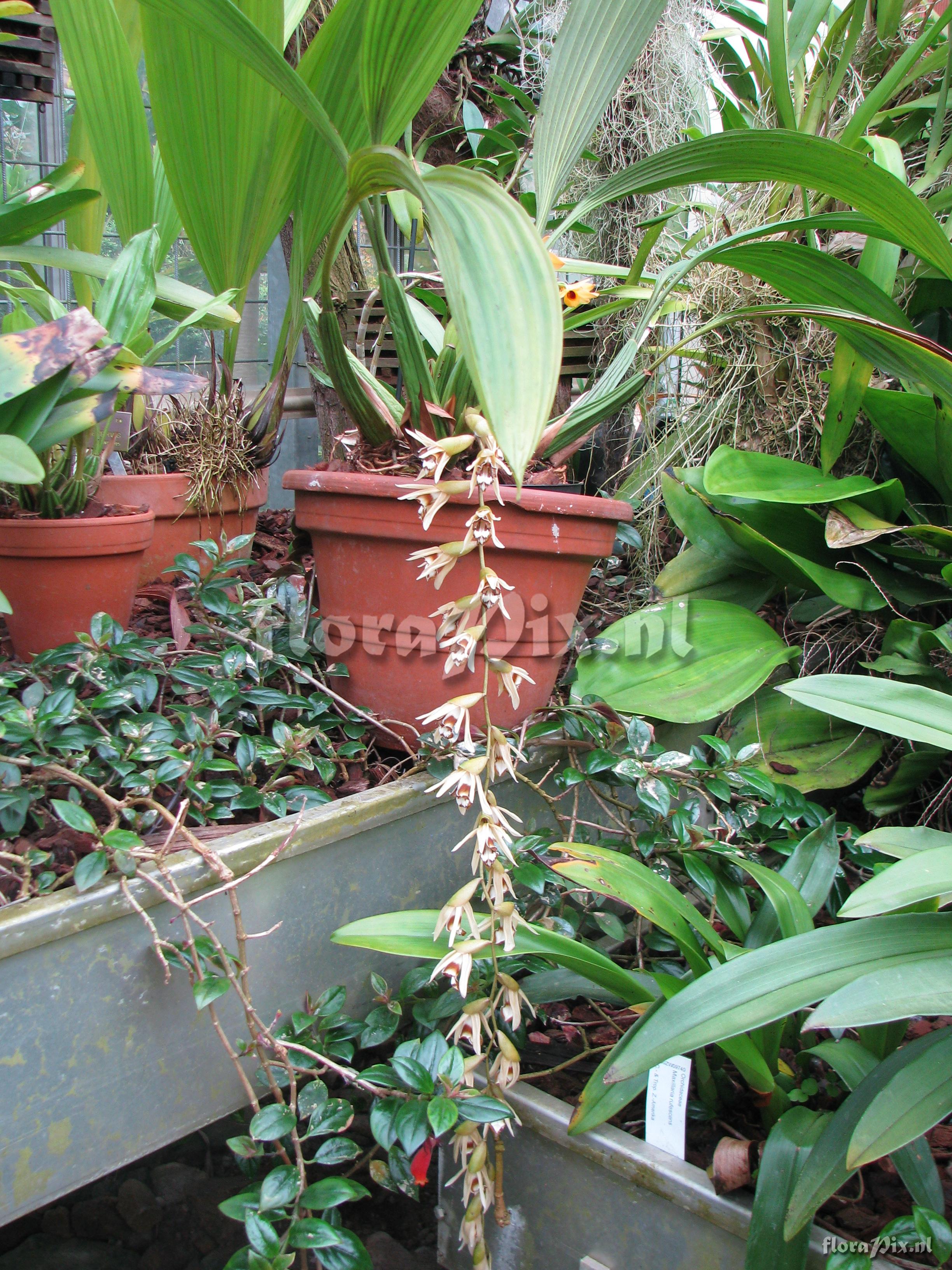 Coelogyne pulverula