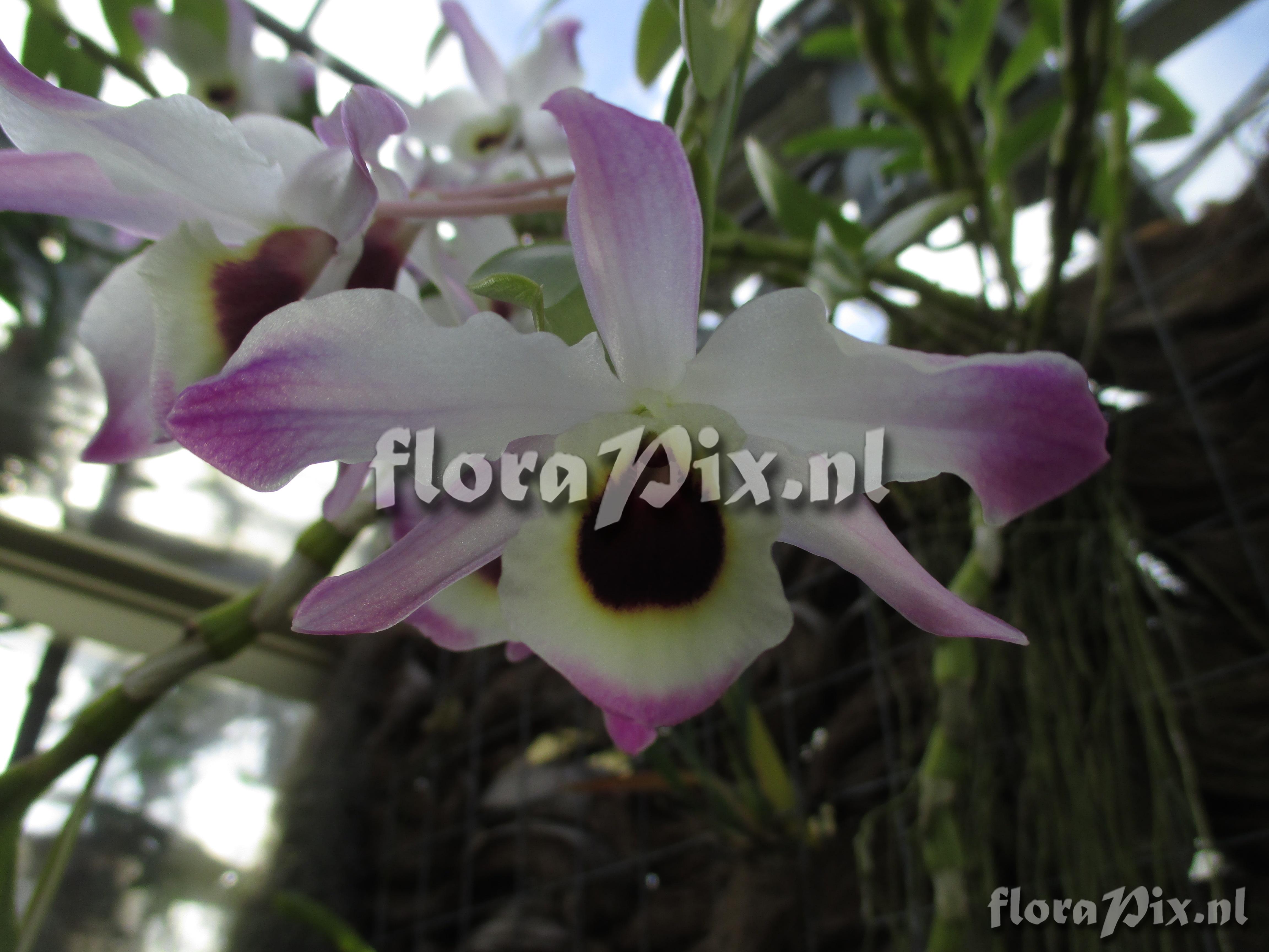 Dendrobium spec.