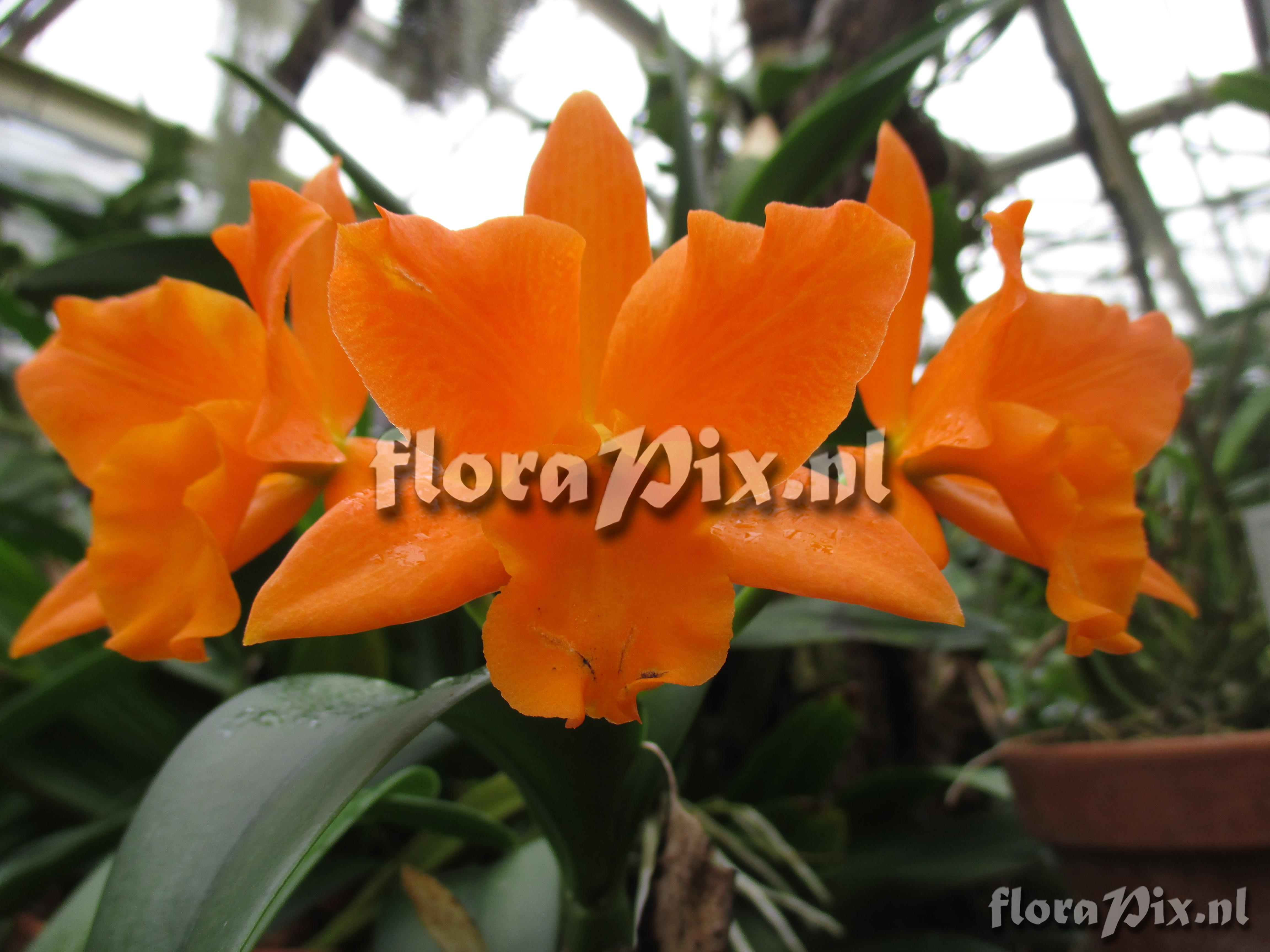 Cattleya x 