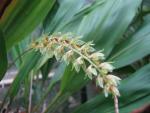 Dendrochilum latifolium ZW02248 -G