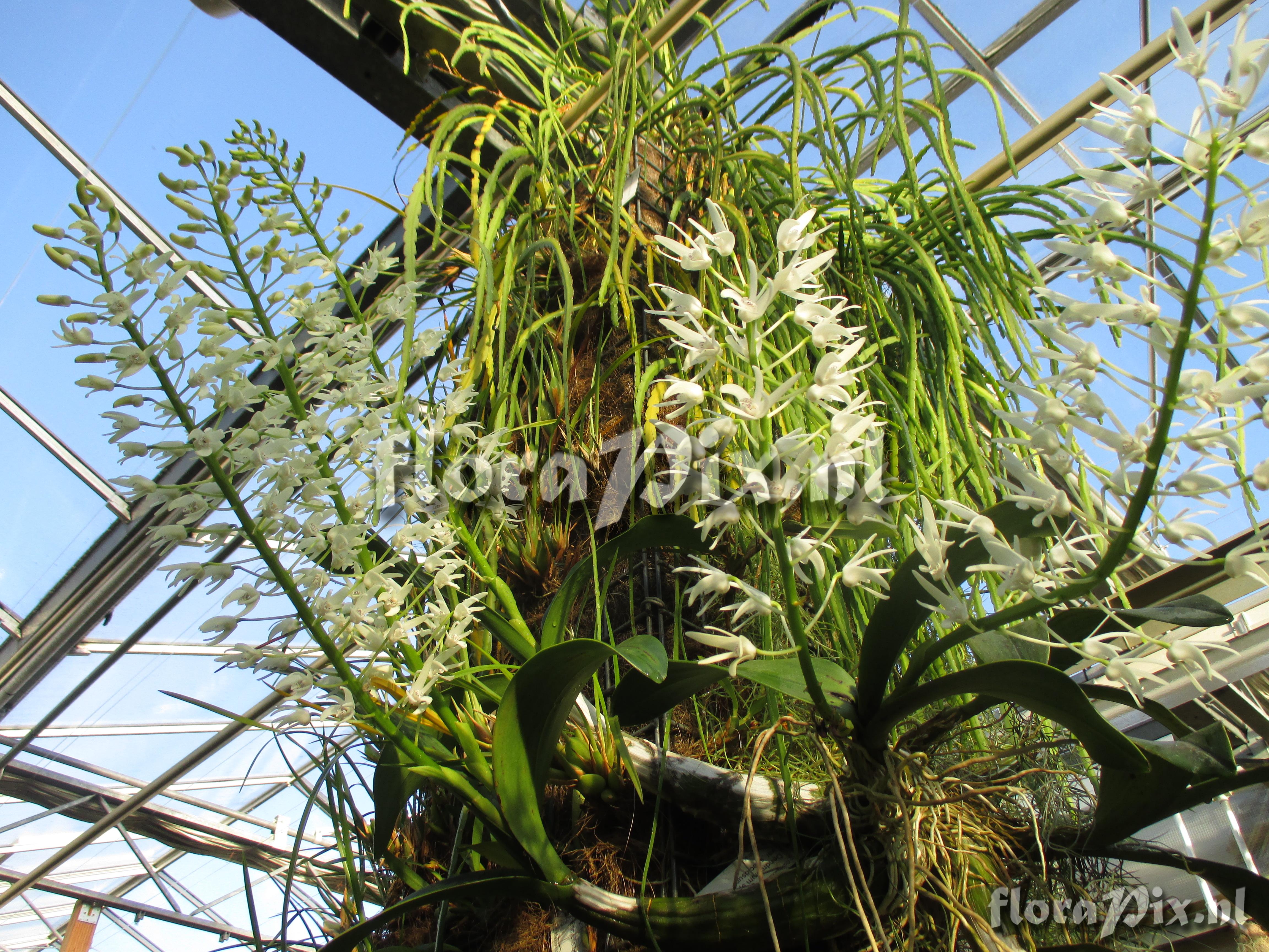 Dendrobium speciosum