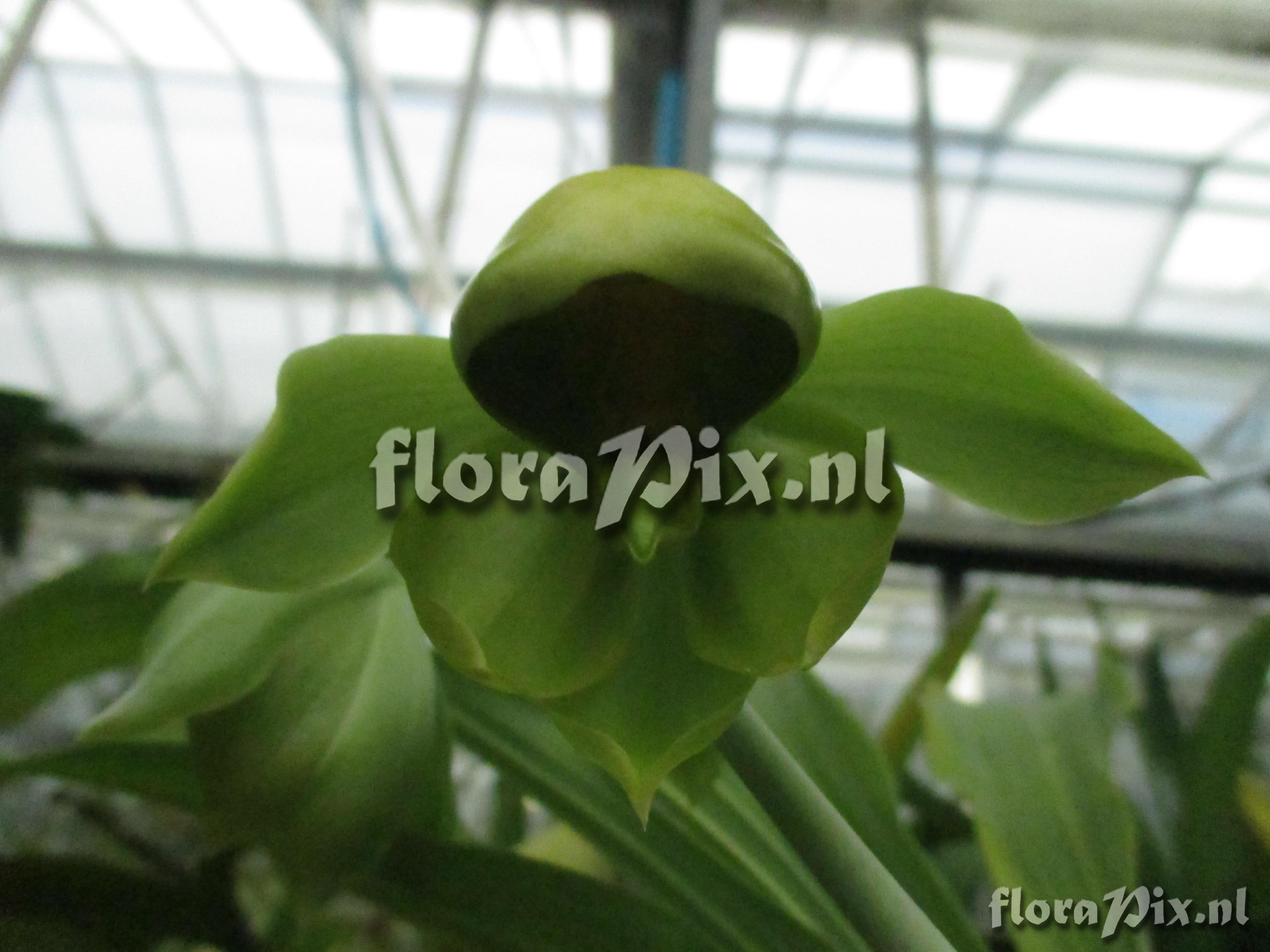 Catasetum bicolor