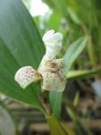 Dendrobium plicabile
