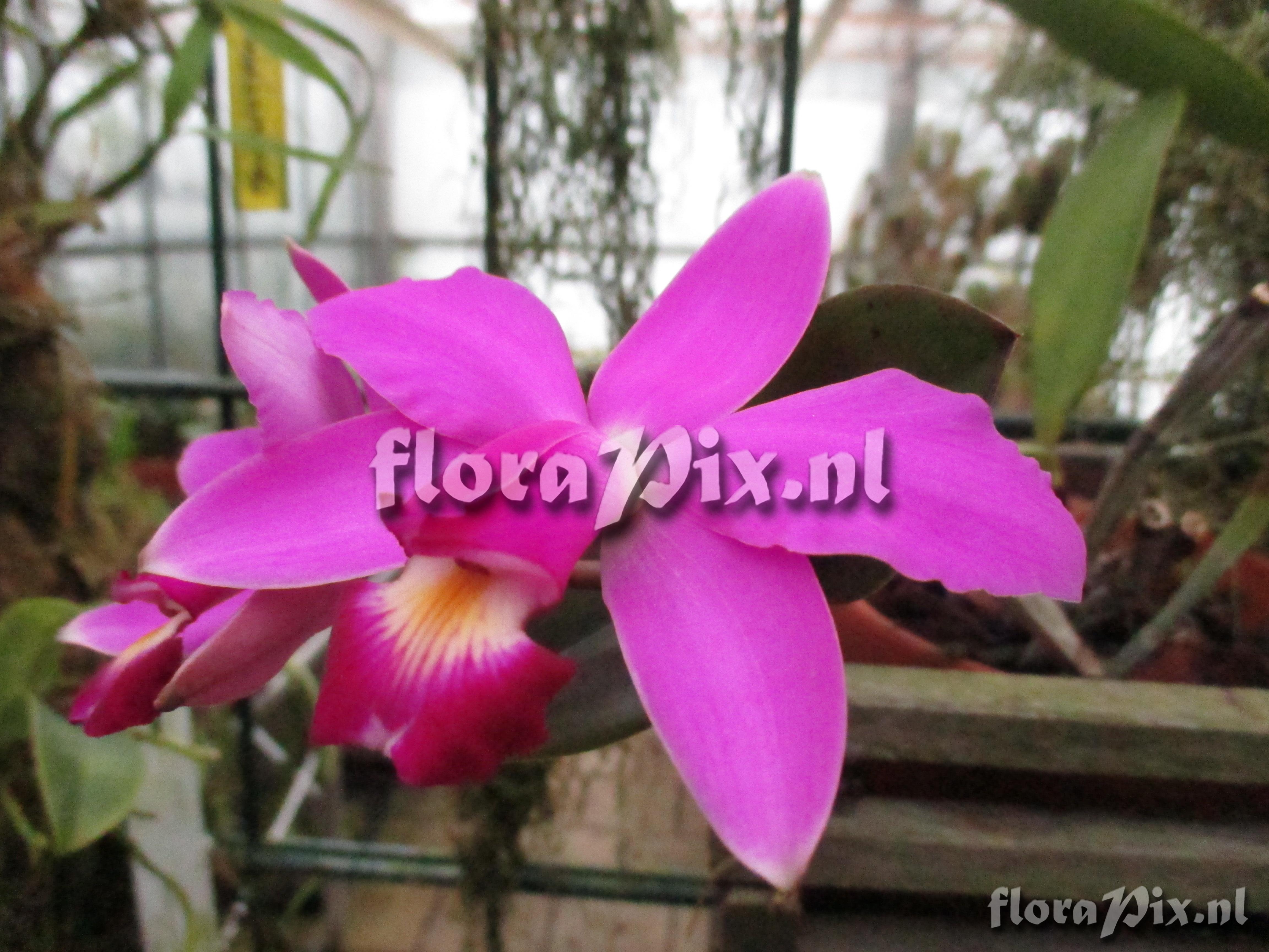 Cattleya violacea