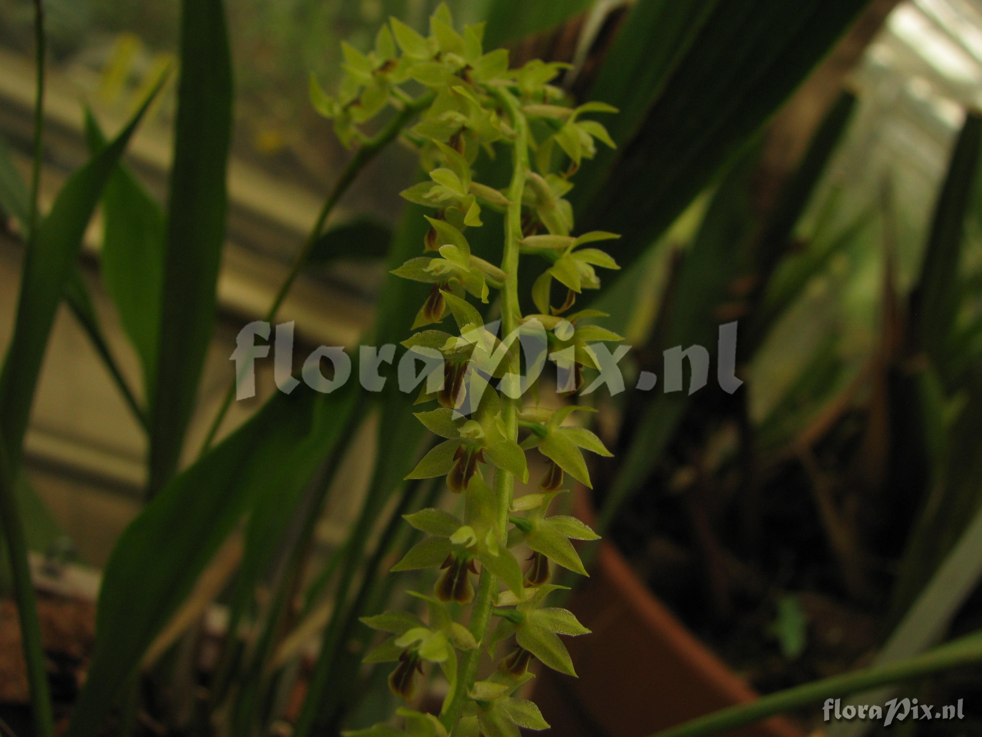 Dendrochilum spec.