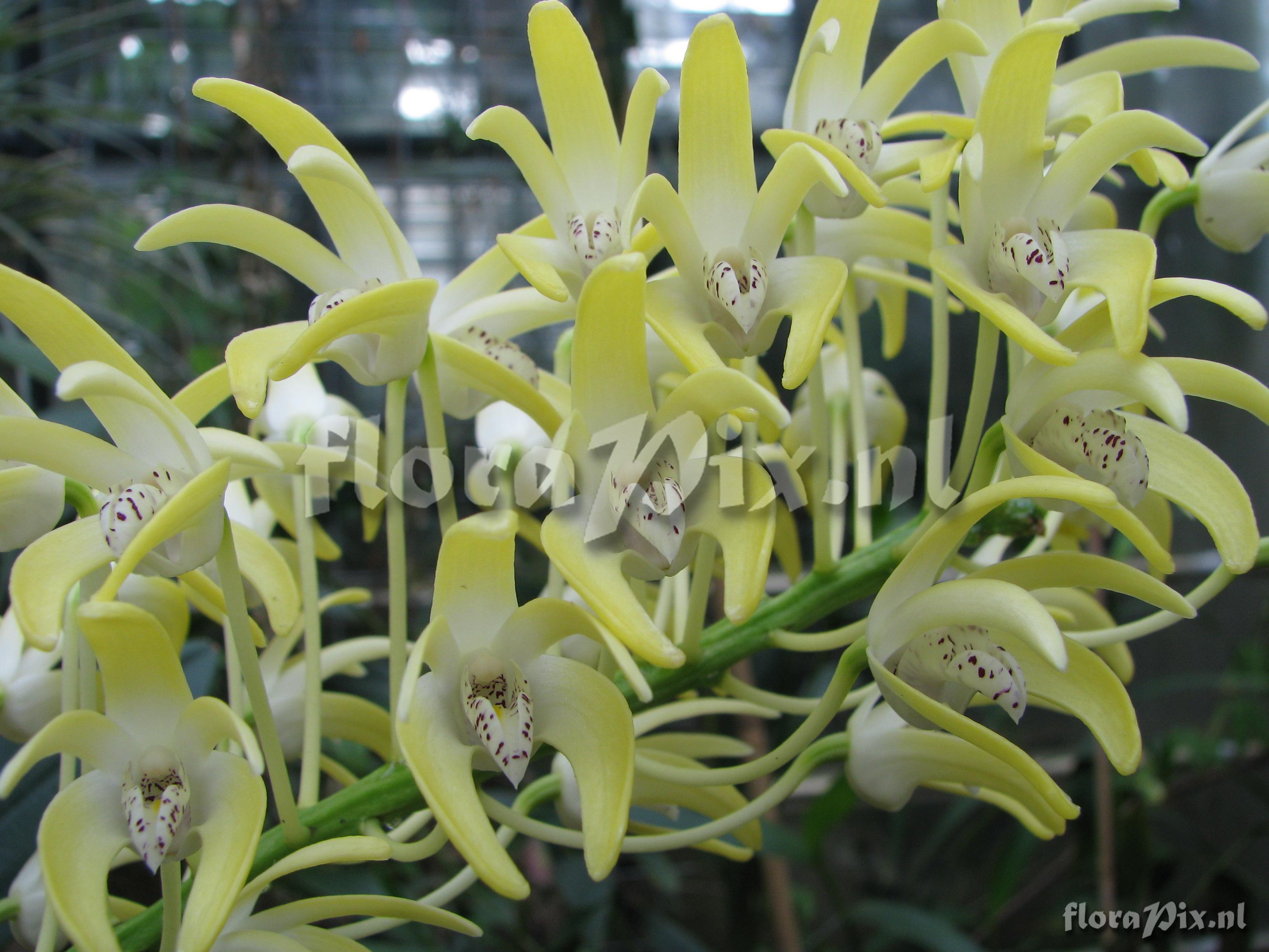 Dendrobium speciosum var. speciosum