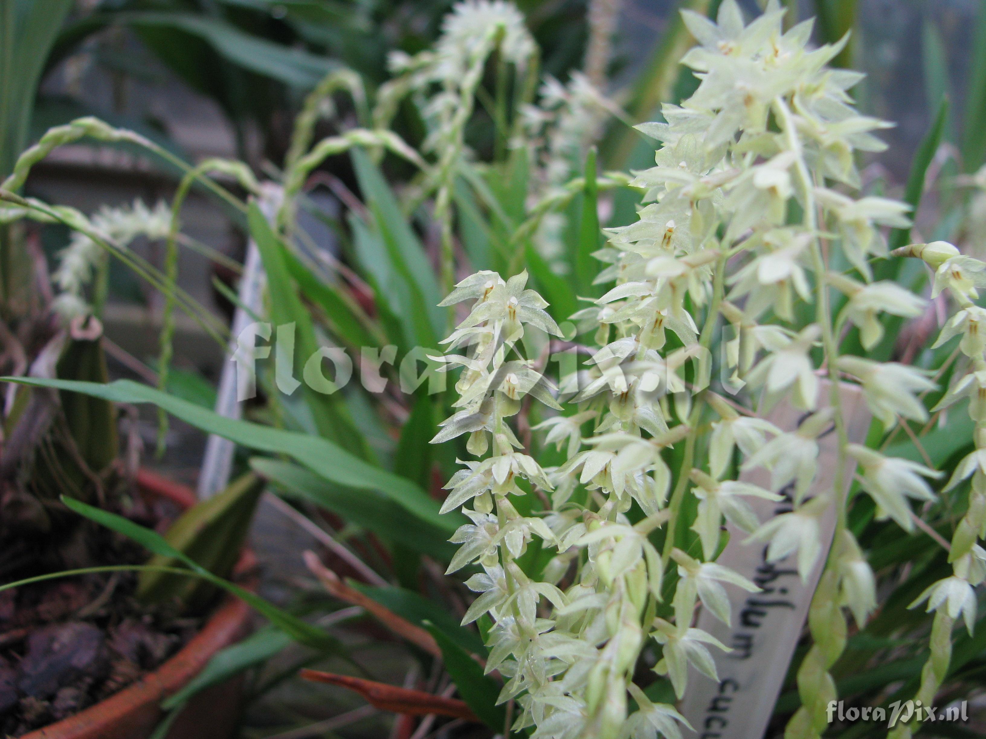 Dendrochilum cucumerinum