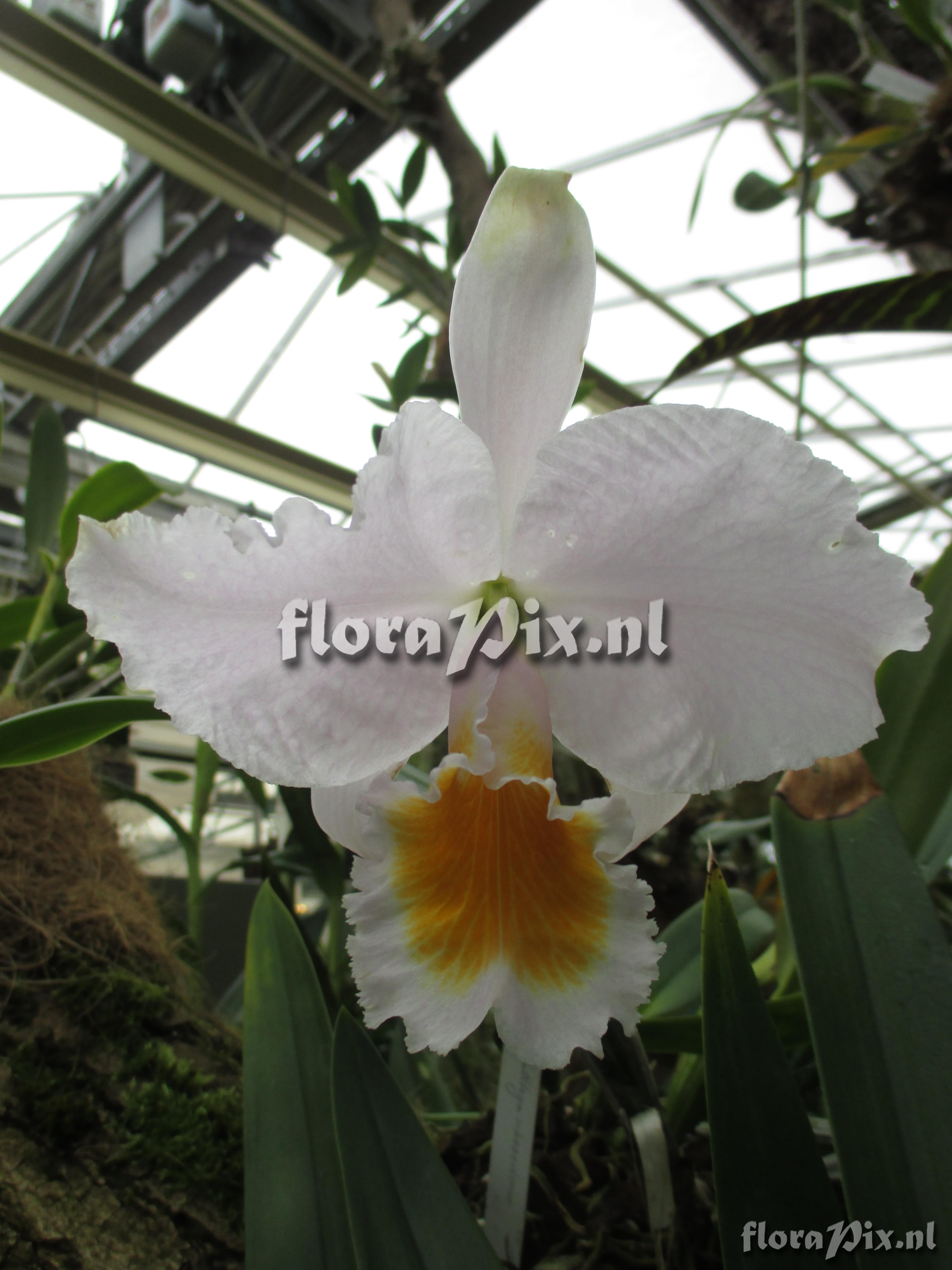 Cattleya schroederae